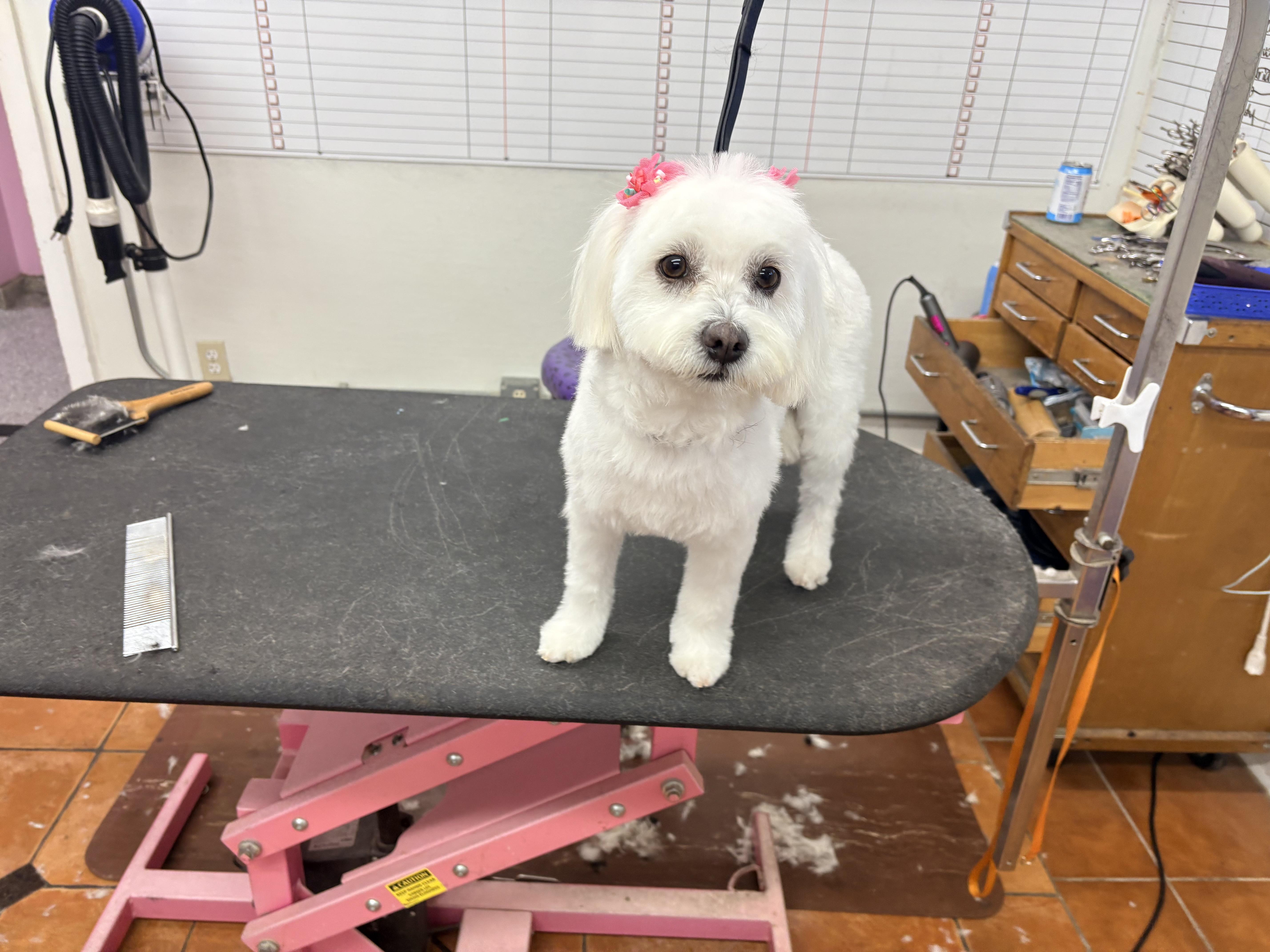 Lola, an adopted Maltese in Houston, TX image 5/6