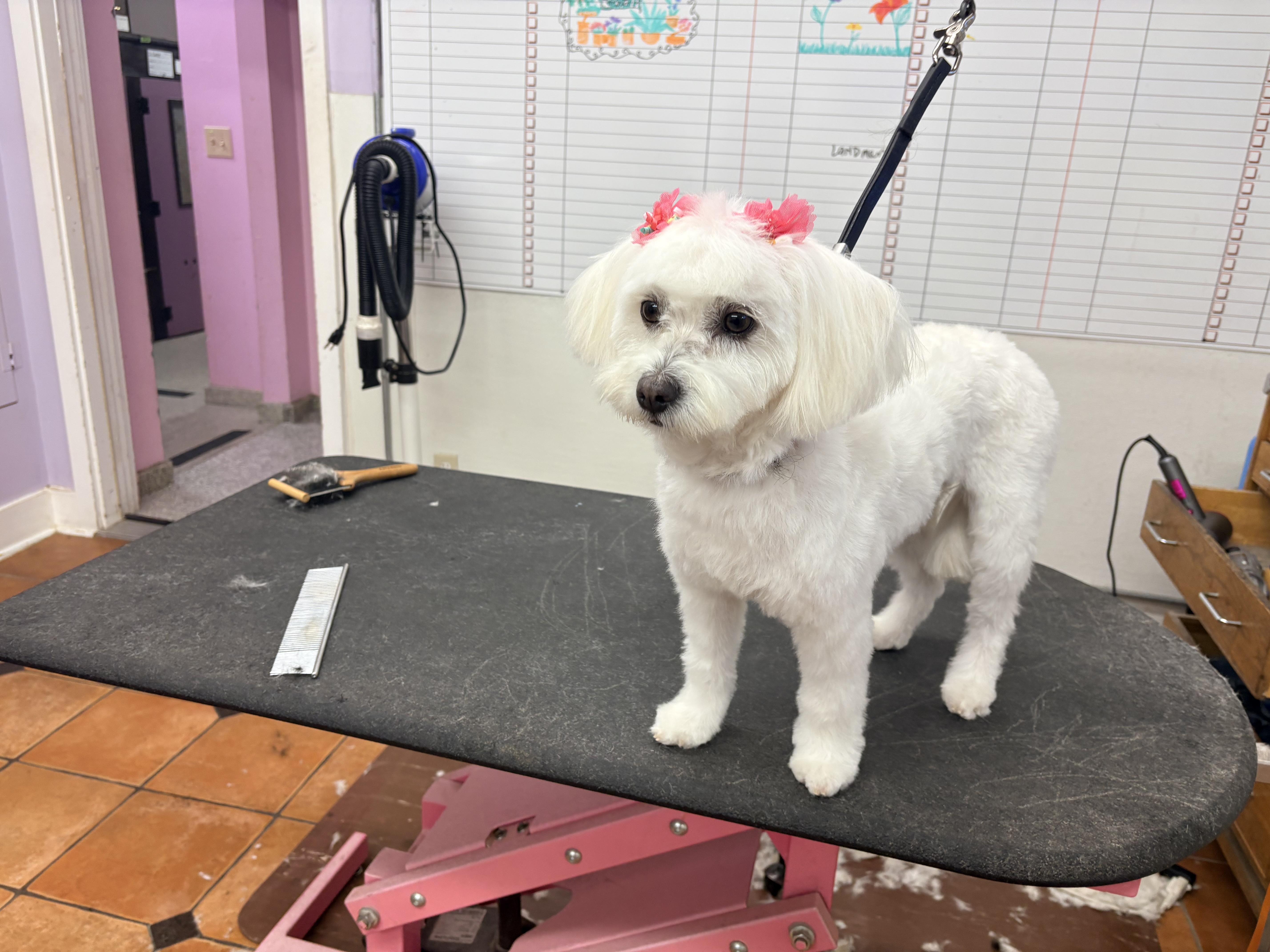 Lola, an adopted Maltese in Houston, TX image 2/6