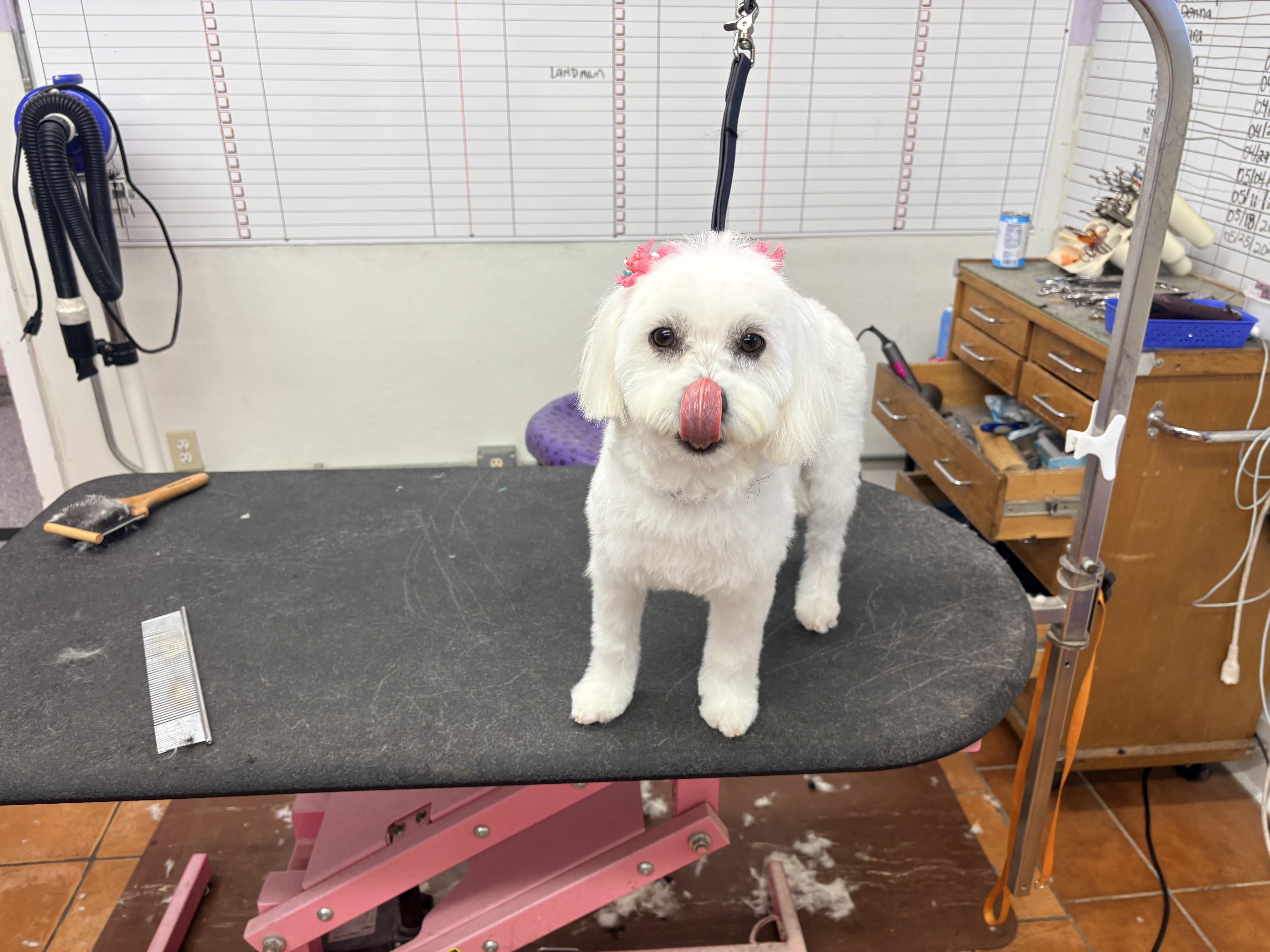Lola, adopted, Adult Female Maltese.