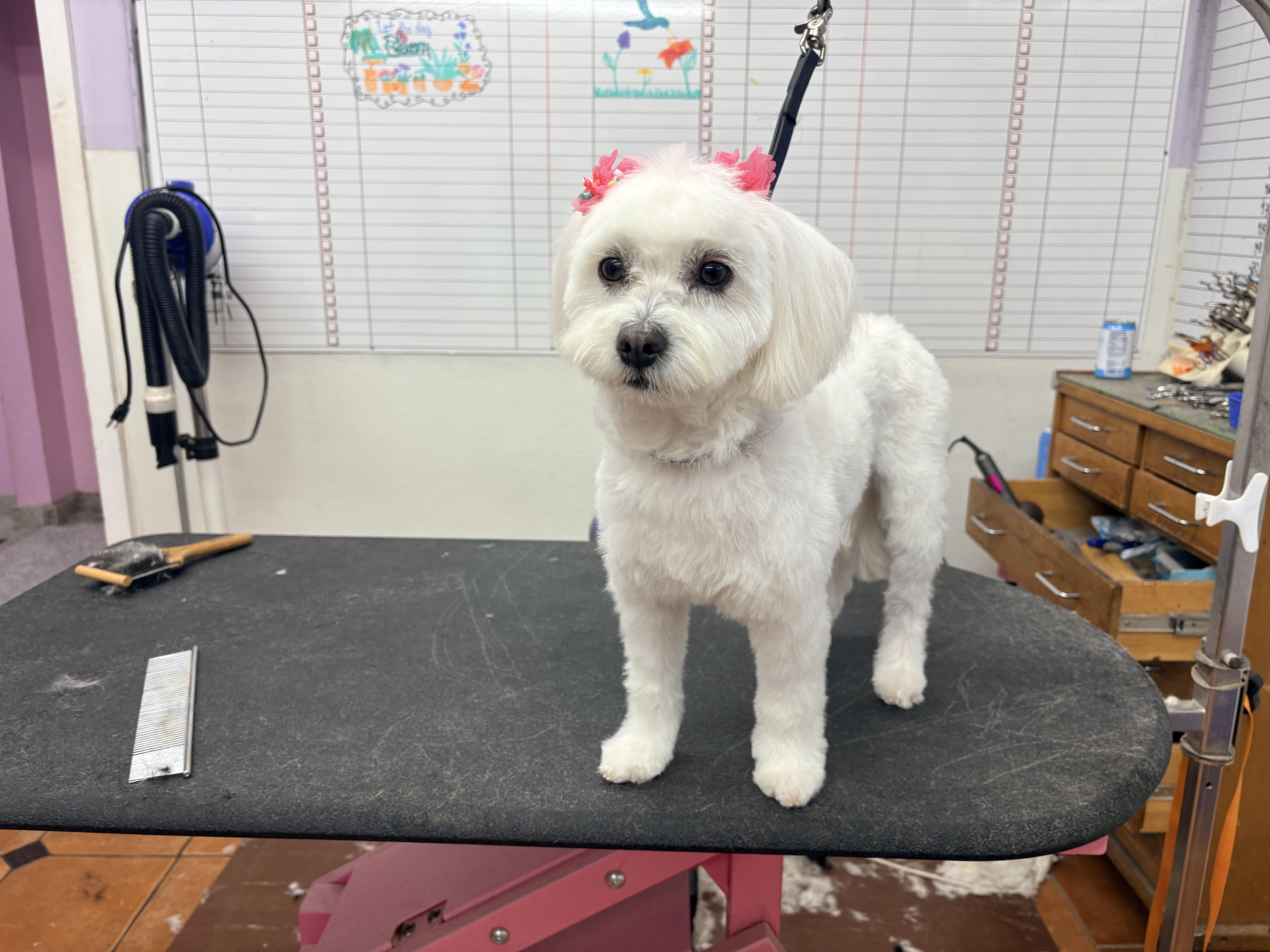 Lola, an adopted Maltese in Houston, TX image 6/6