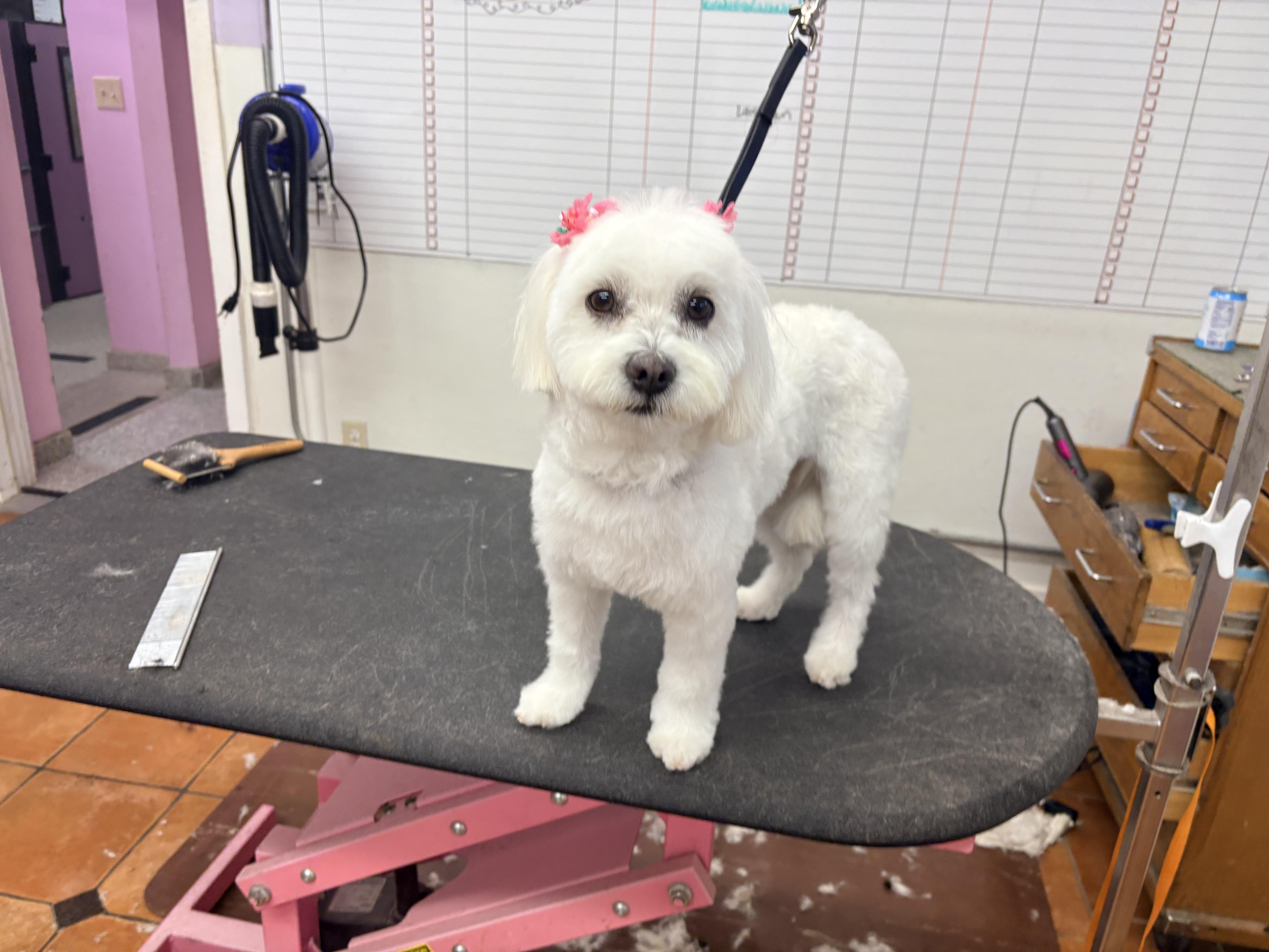 Lola, an adopted Maltese in Houston, TX image 3/6