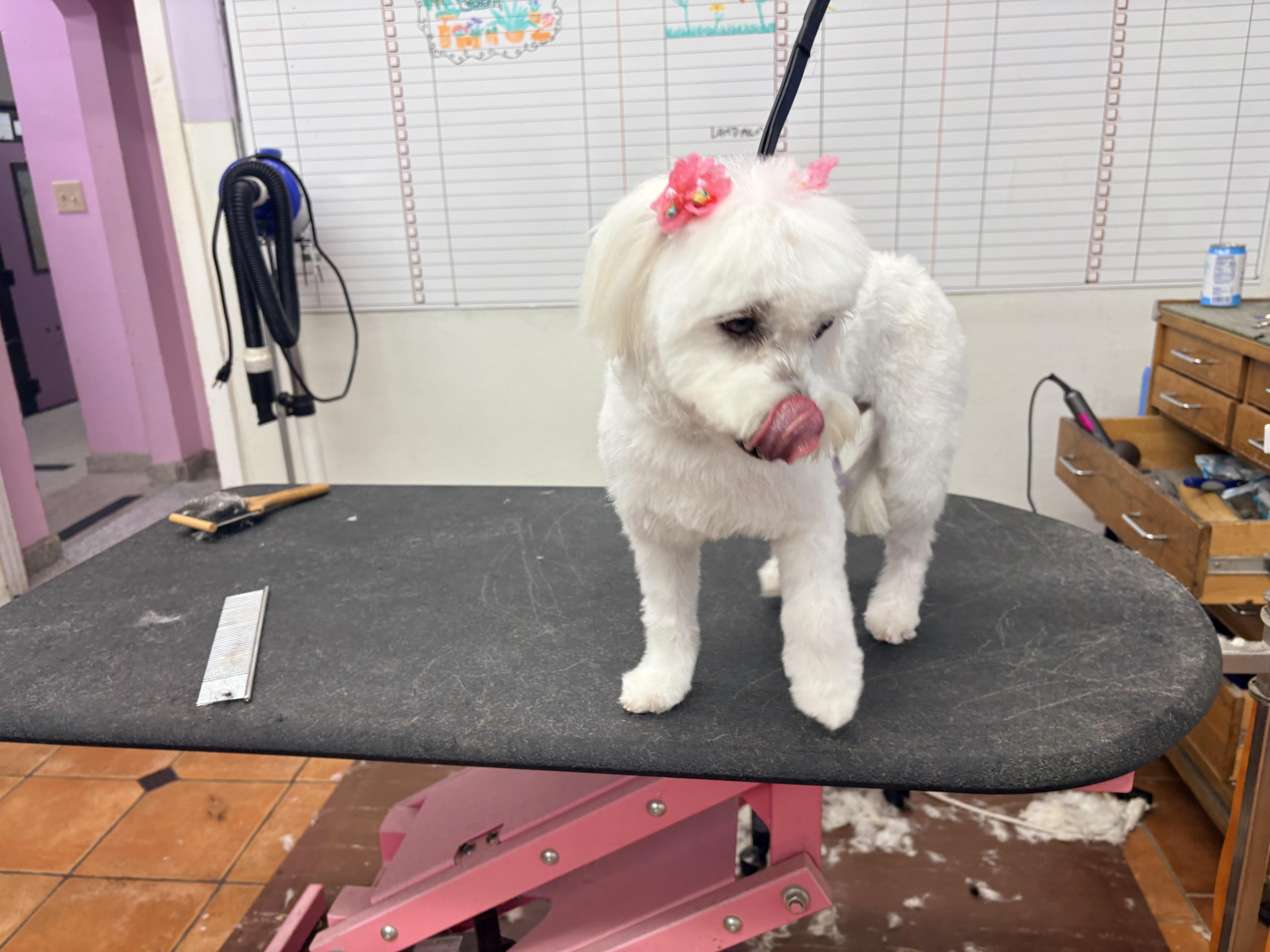 Lola, an adopted Maltese in Houston, TX image 4/6