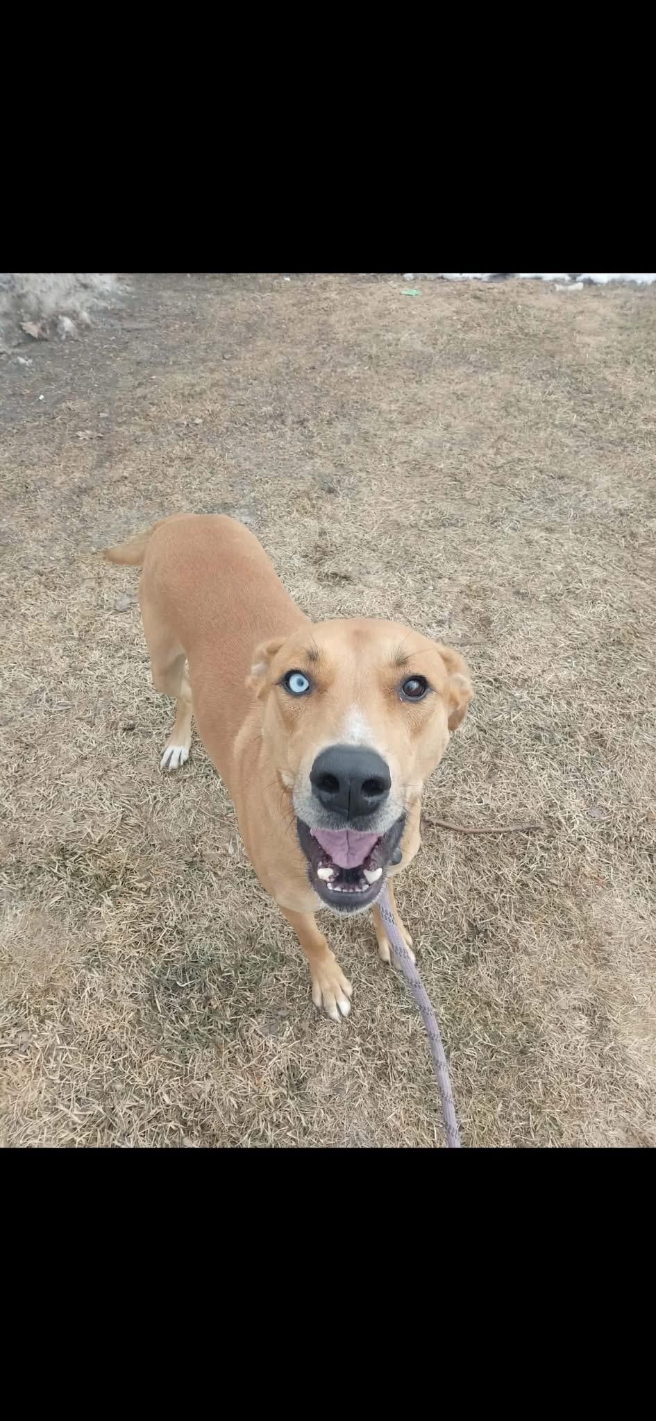 Doe, adopted, Young Female Yellow Labrador Retriever.