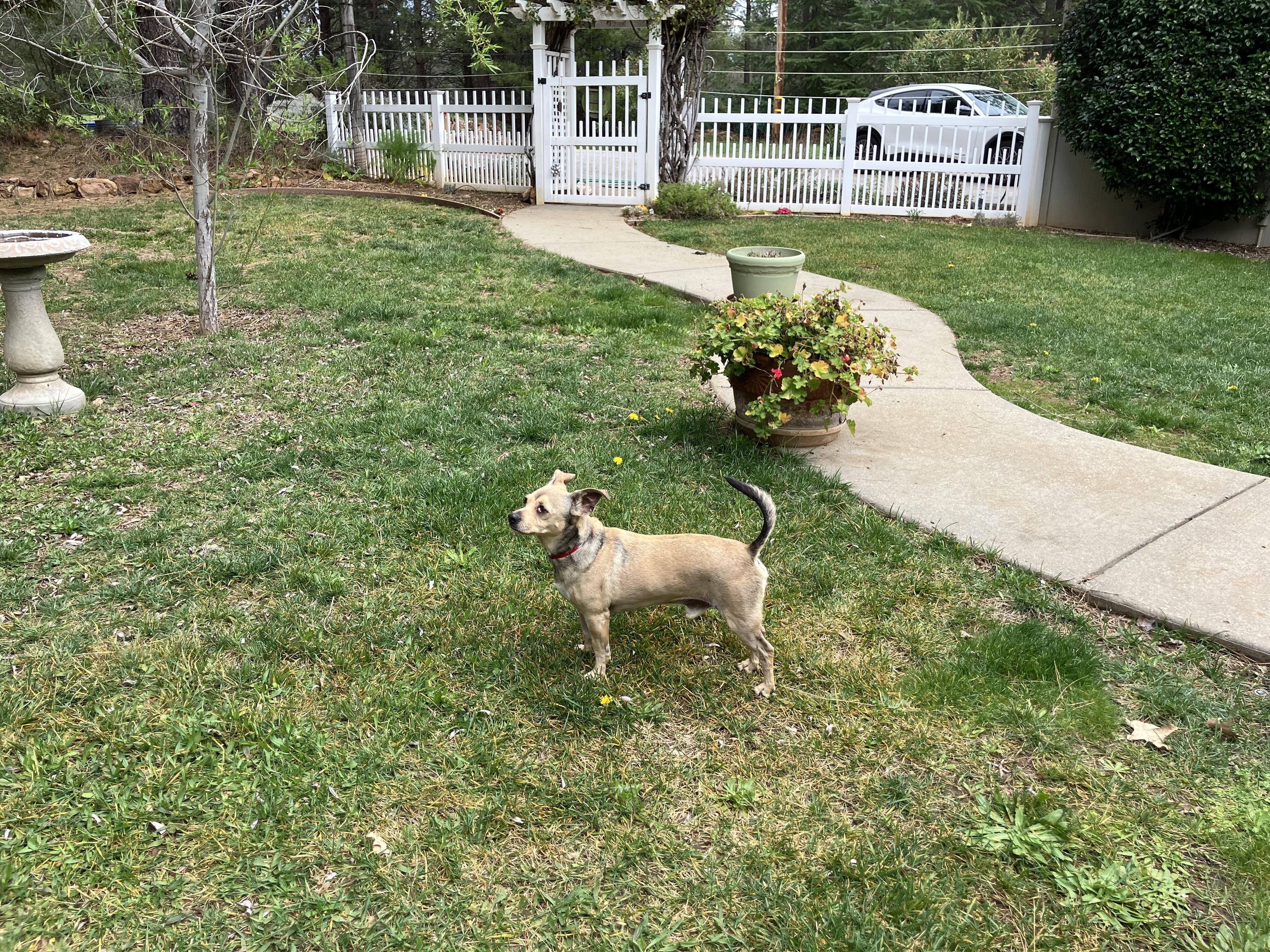 Enlarge Courtesy Listing- 2 dogs, a ADOPTABLE Chihuahua in Grass Valley, CA image 2/3