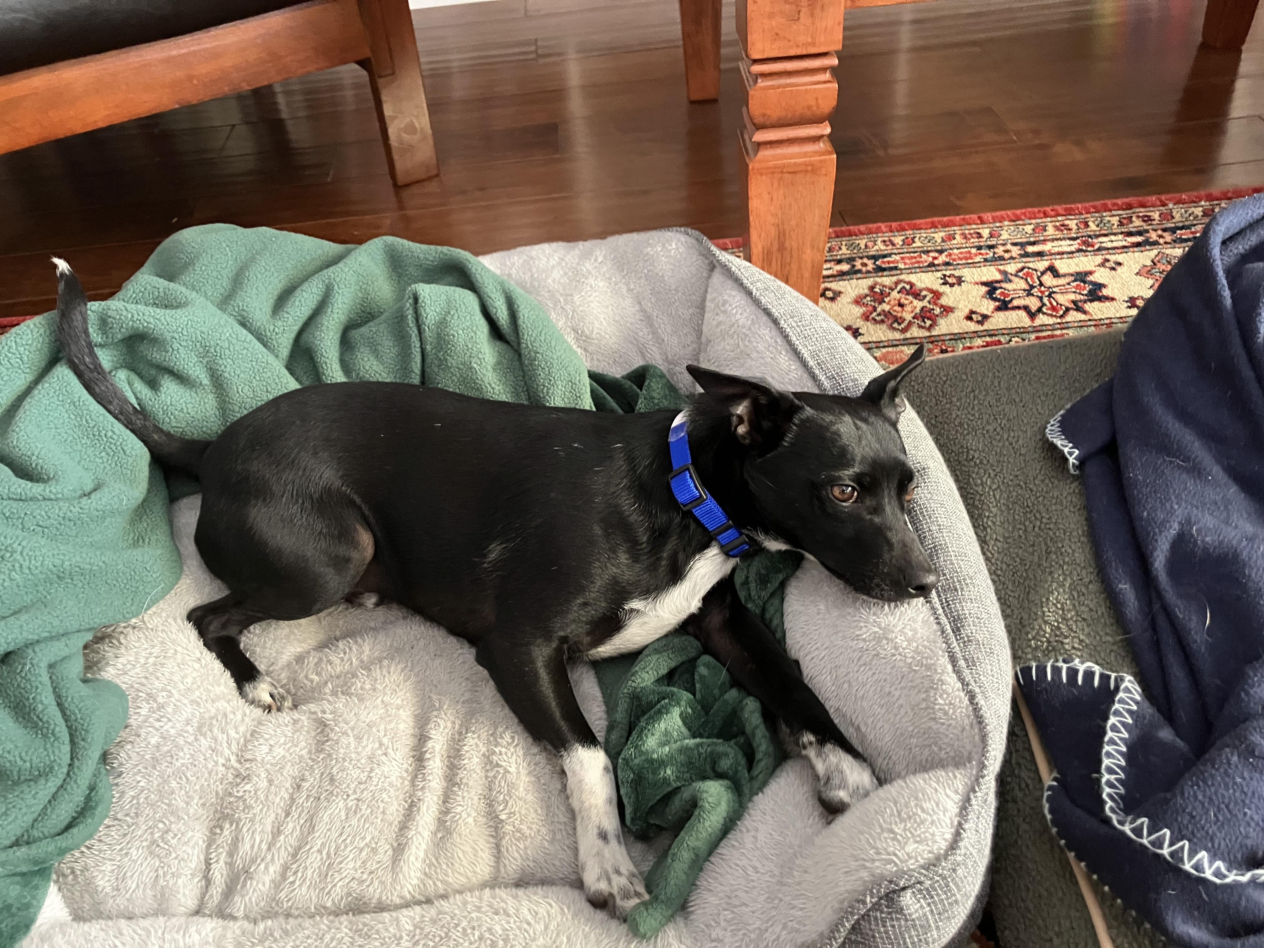 Enlarge Courtesy Listing- 2 dogs, a ADOPTABLE Chihuahua in Grass Valley, CA image 3/3