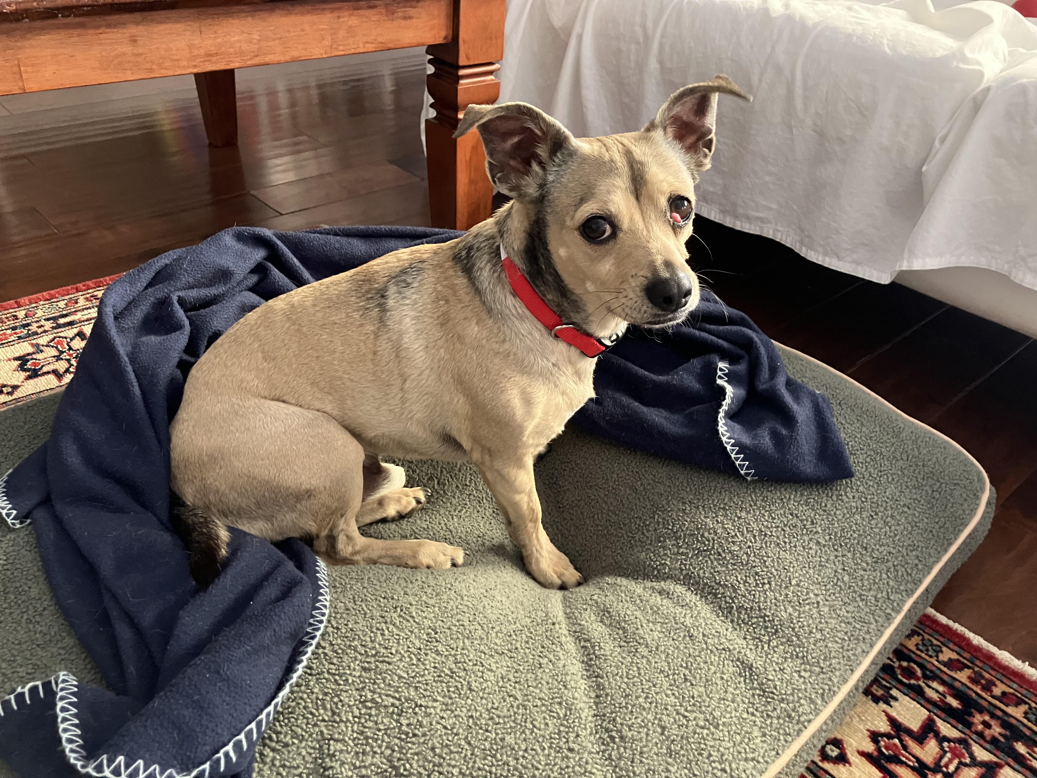 Enlarge Courtesy Listing- 2 dogs, a ADOPTABLE Chihuahua in Grass Valley, CA image 1/3