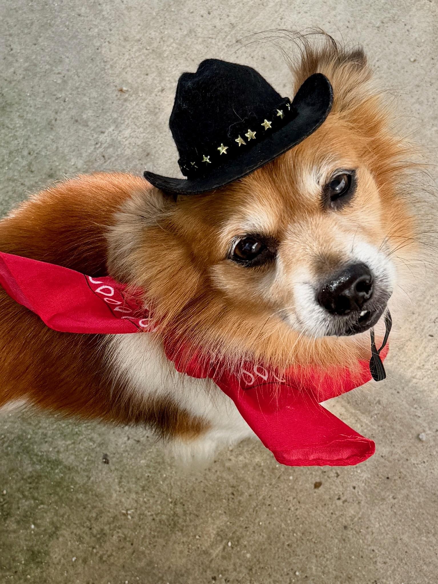 Cowboy, adopted, Adult Male Pomeranian.