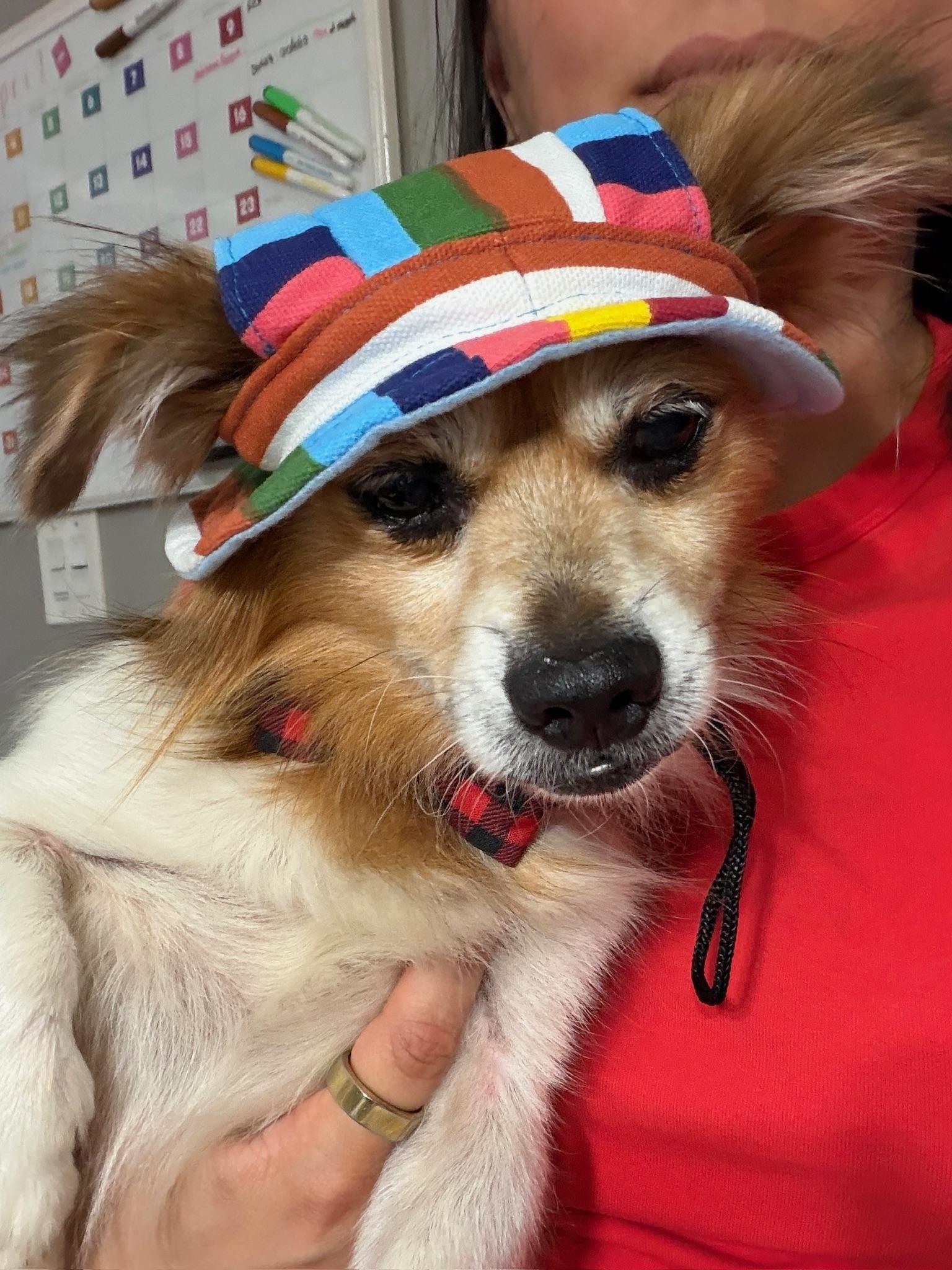 Enlarge Cowboy, an adopted mixed breed in Houston, TX image 3/6
