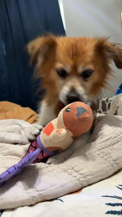 Enlarge Cowboy, an adopted mixed breed in Houston, TX video 6/6