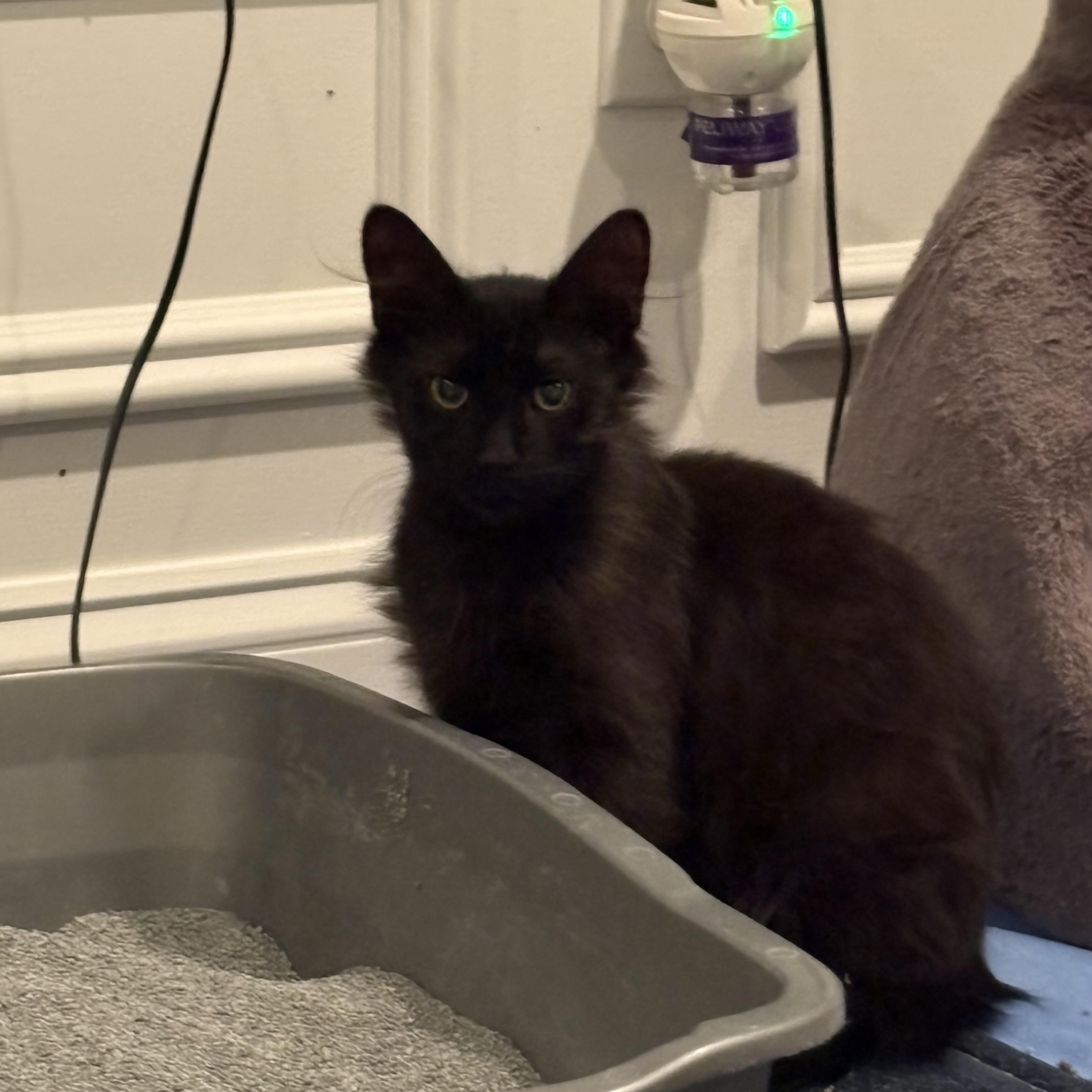 Enlarge Sage, a Adoptable Domestic Long Hair in Wanaque, NJ image 1/1