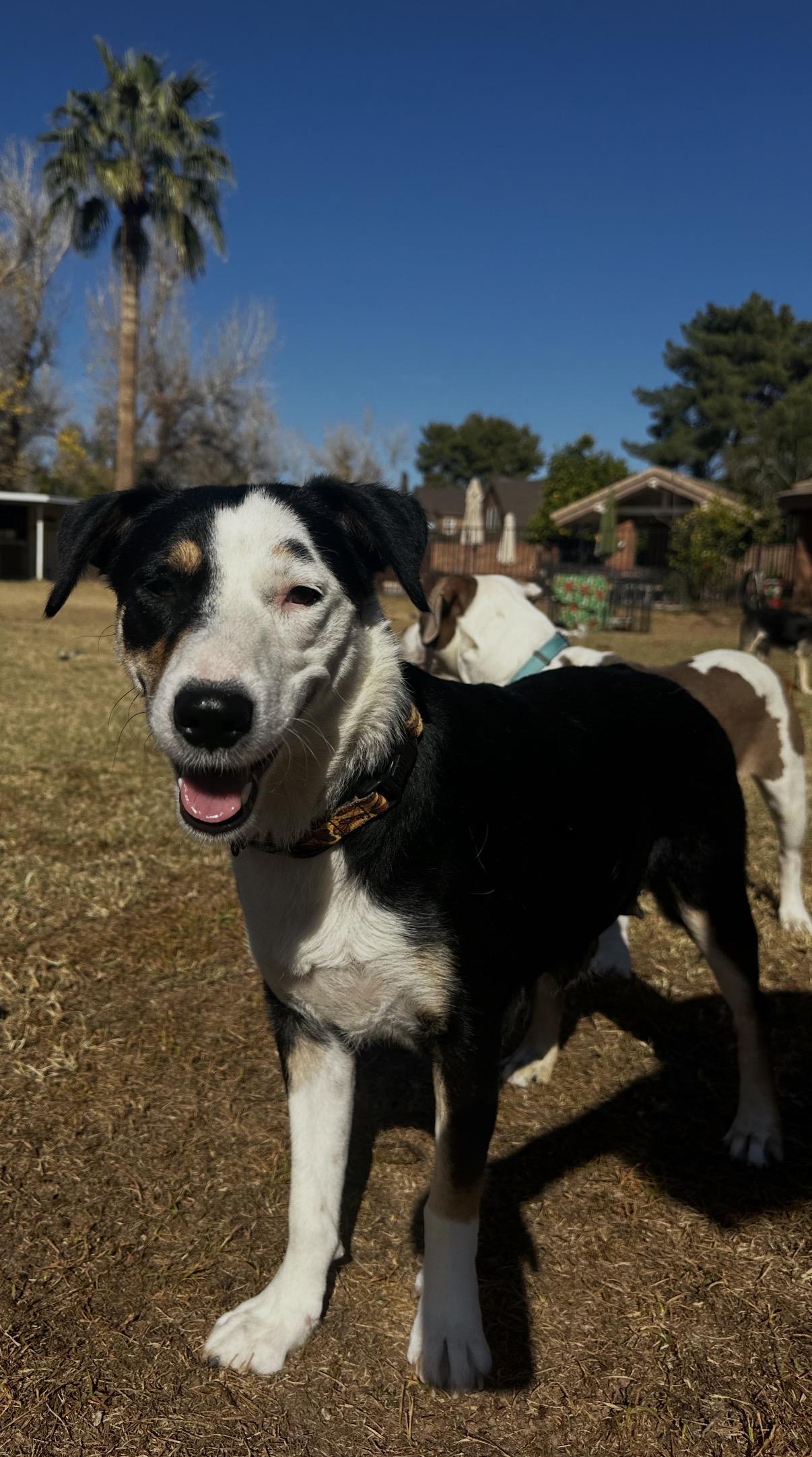 Celeste , ADOPTABLE, Adult Female Australian Shepherd & Border Collie.