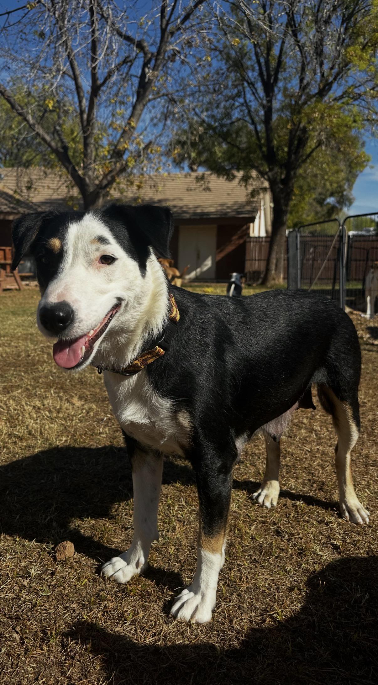 Enlarge Celeste , a ADOPTABLE mixed breed in Gilbert, AZ image 3/4