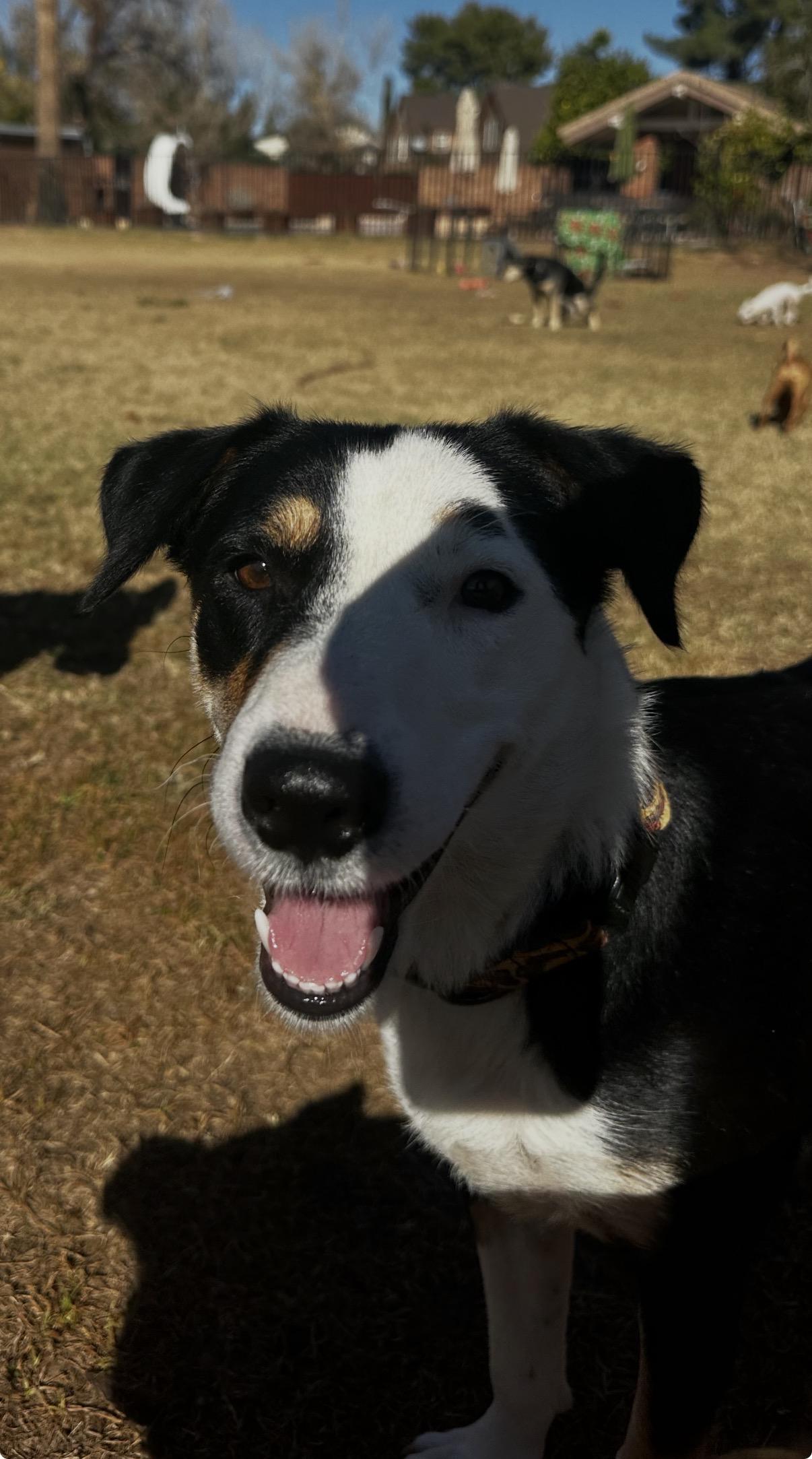 Enlarge Celeste , a ADOPTABLE mixed breed in Gilbert, AZ image 2/4