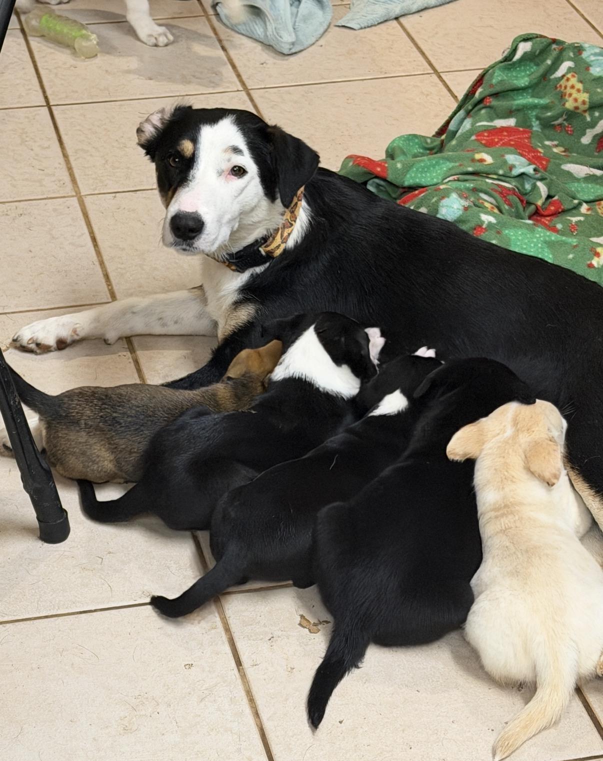 Enlarge Celeste , a ADOPTABLE mixed breed in Gilbert, AZ image 4/4