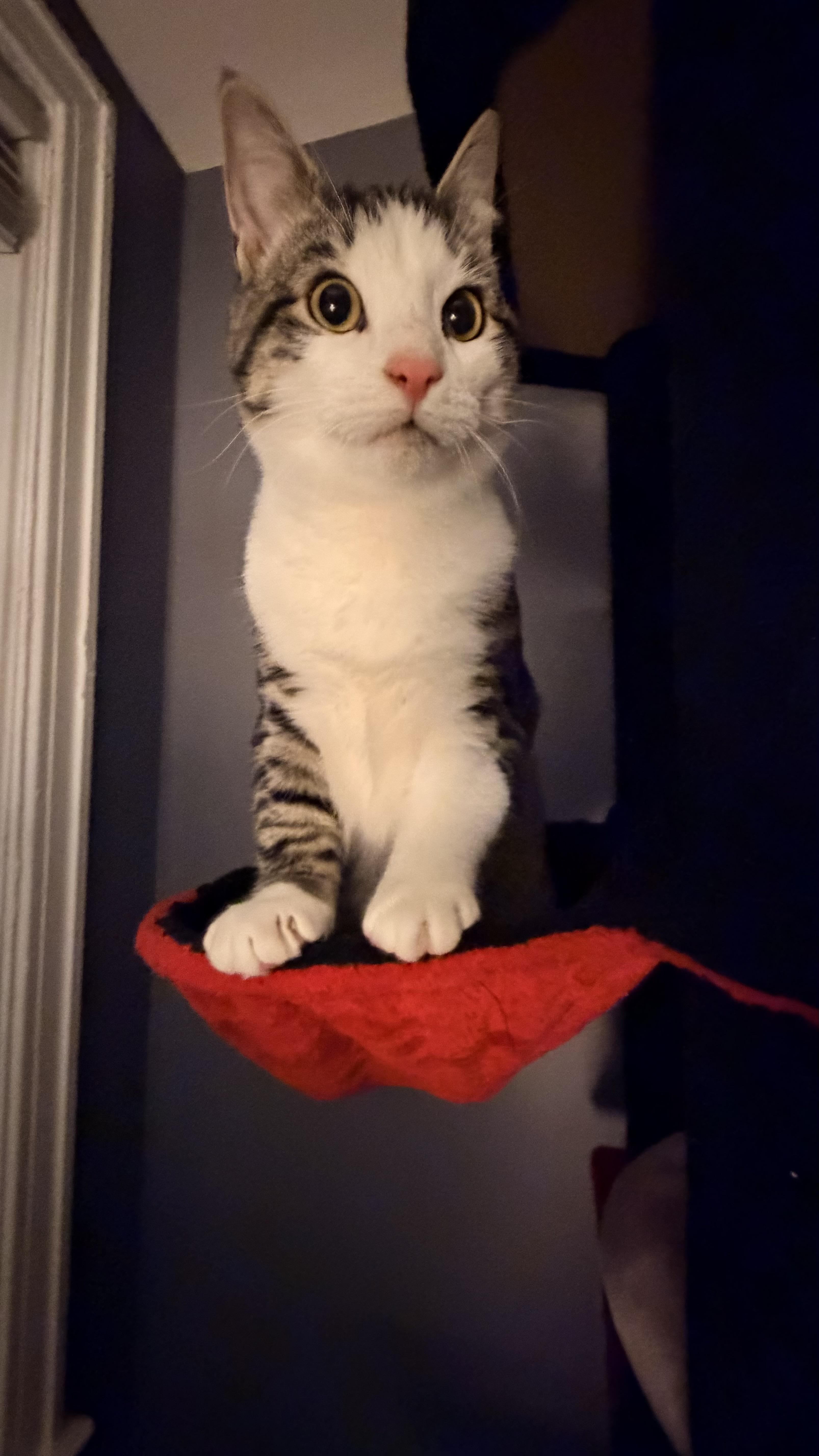 Enlarge hiccup and toothless (bonded) , a Adoptable Domestic Short Hair in Columbia, MD image 3/5