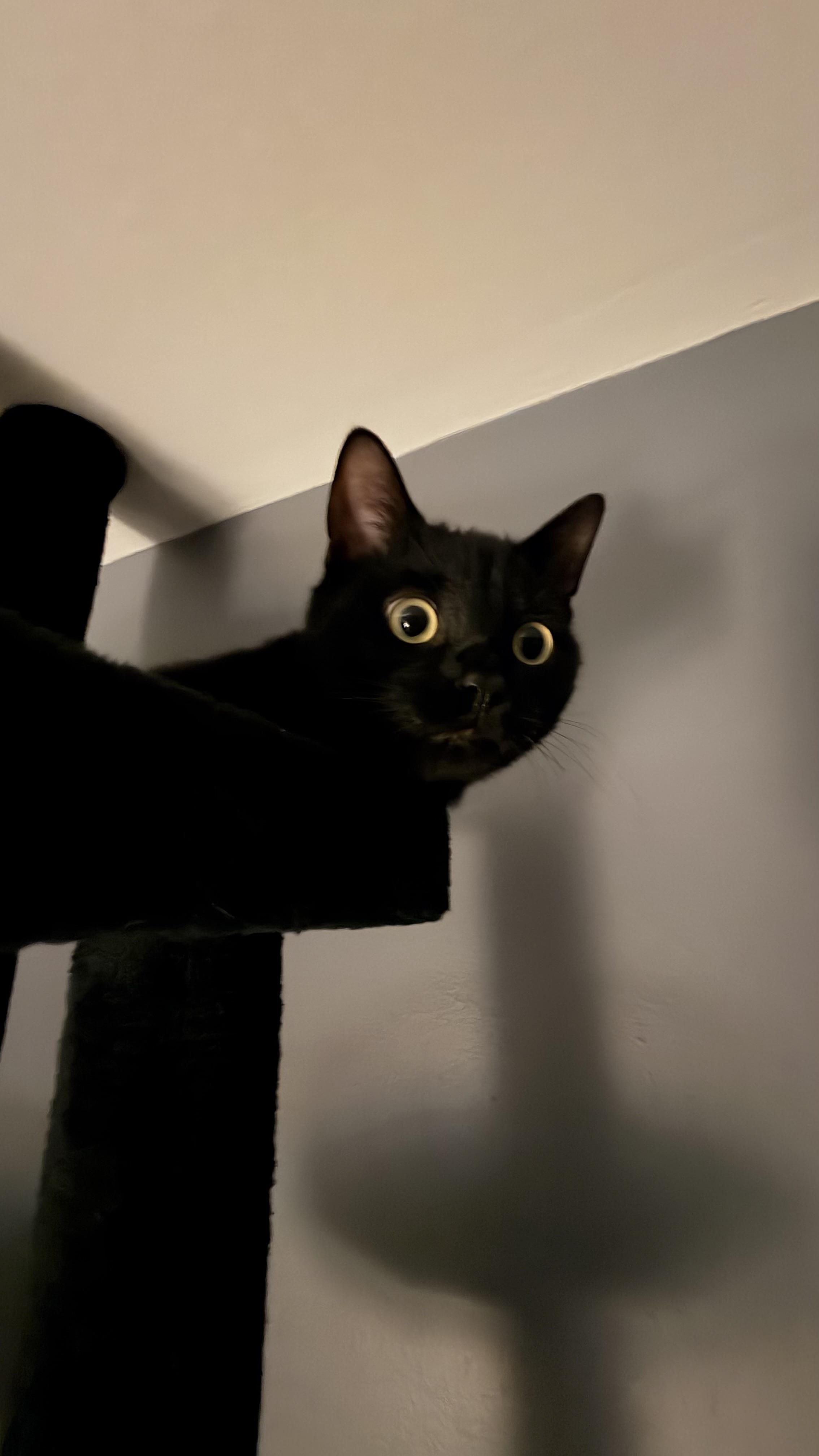 Enlarge hiccup and toothless (bonded) , a Adoptable Domestic Short Hair in Columbia, MD image 4/5