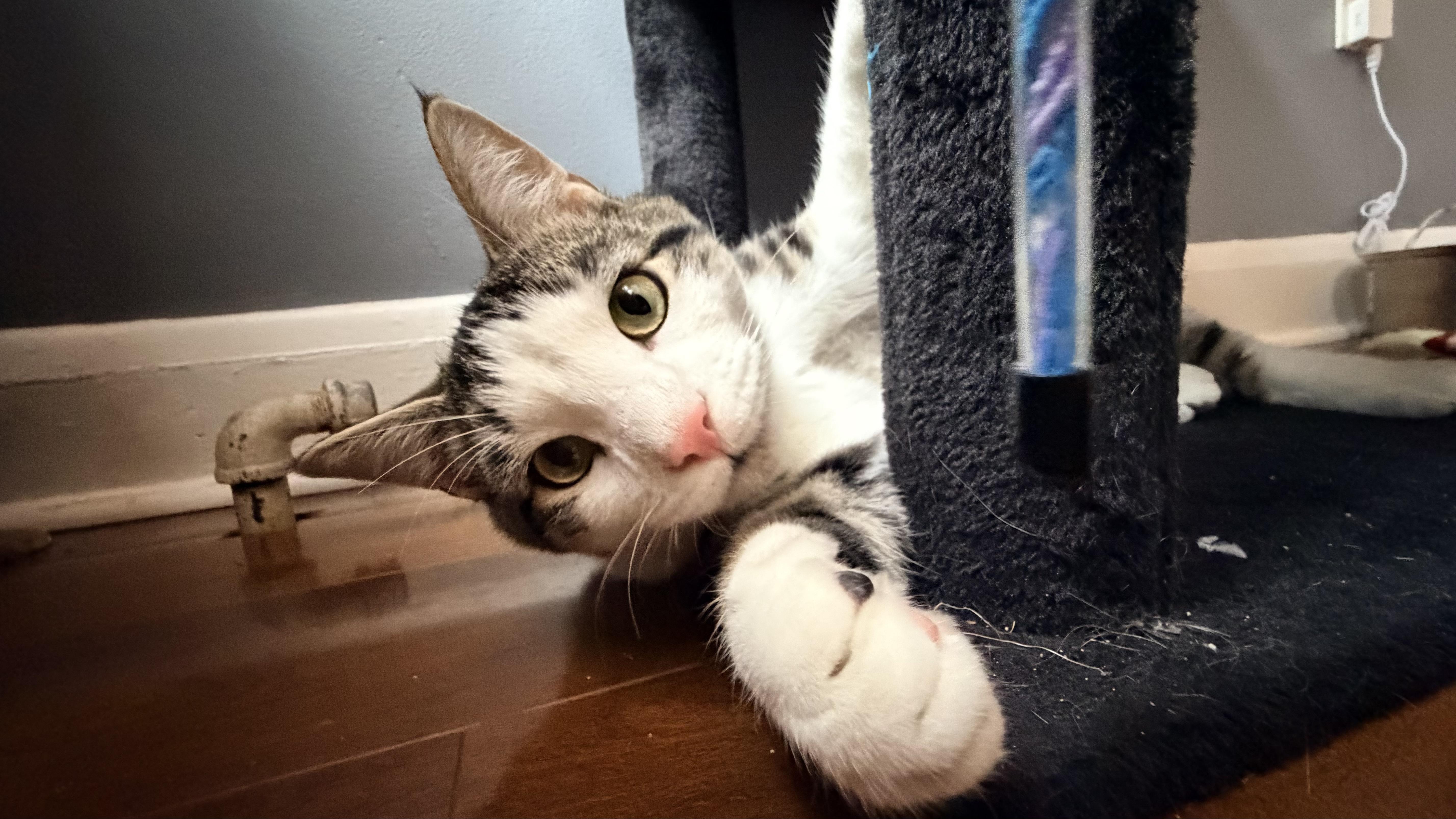 Enlarge hiccup and toothless (bonded) , a Adoptable Domestic Short Hair in Columbia, MD image 2/5