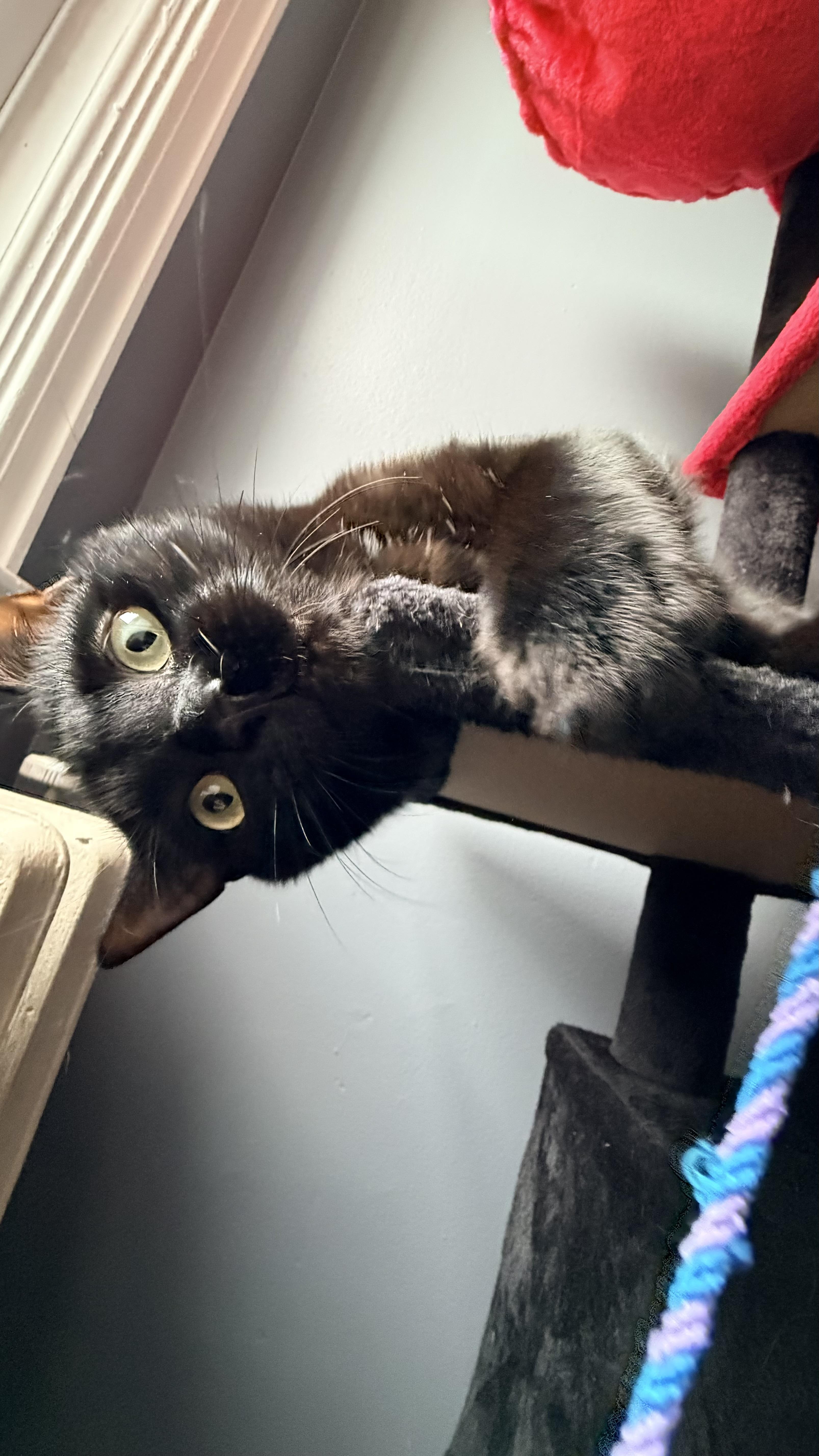 Enlarge hiccup and toothless (bonded) , a Adoptable Domestic Short Hair in Columbia, MD image 5/5