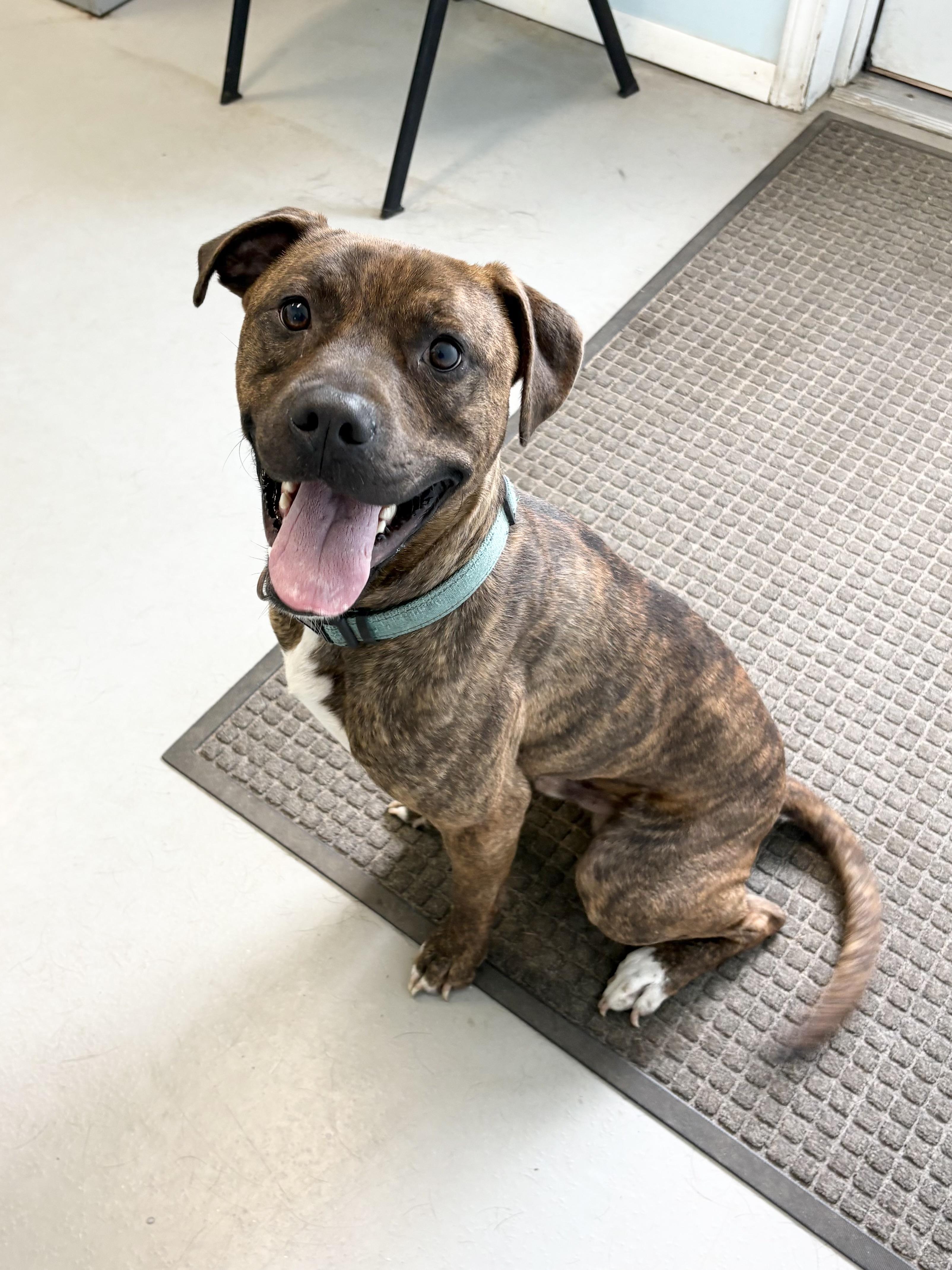 Jax, ADOPTABLE, Young Male Pit Bull Terrier.
