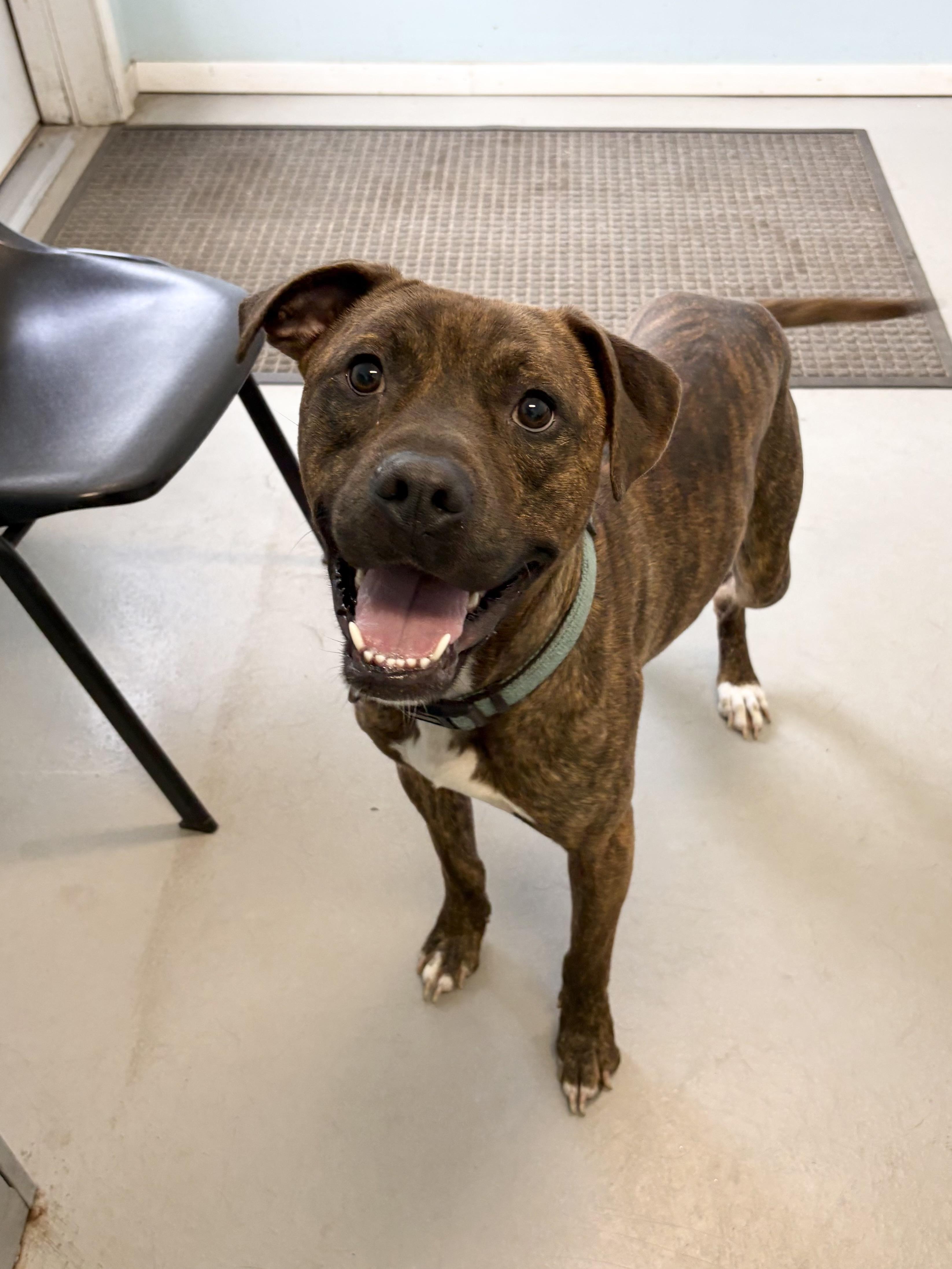 Enlarge Jax, a ADOPTABLE Pit Bull Terrier in Big Rapids, MI image 2/4