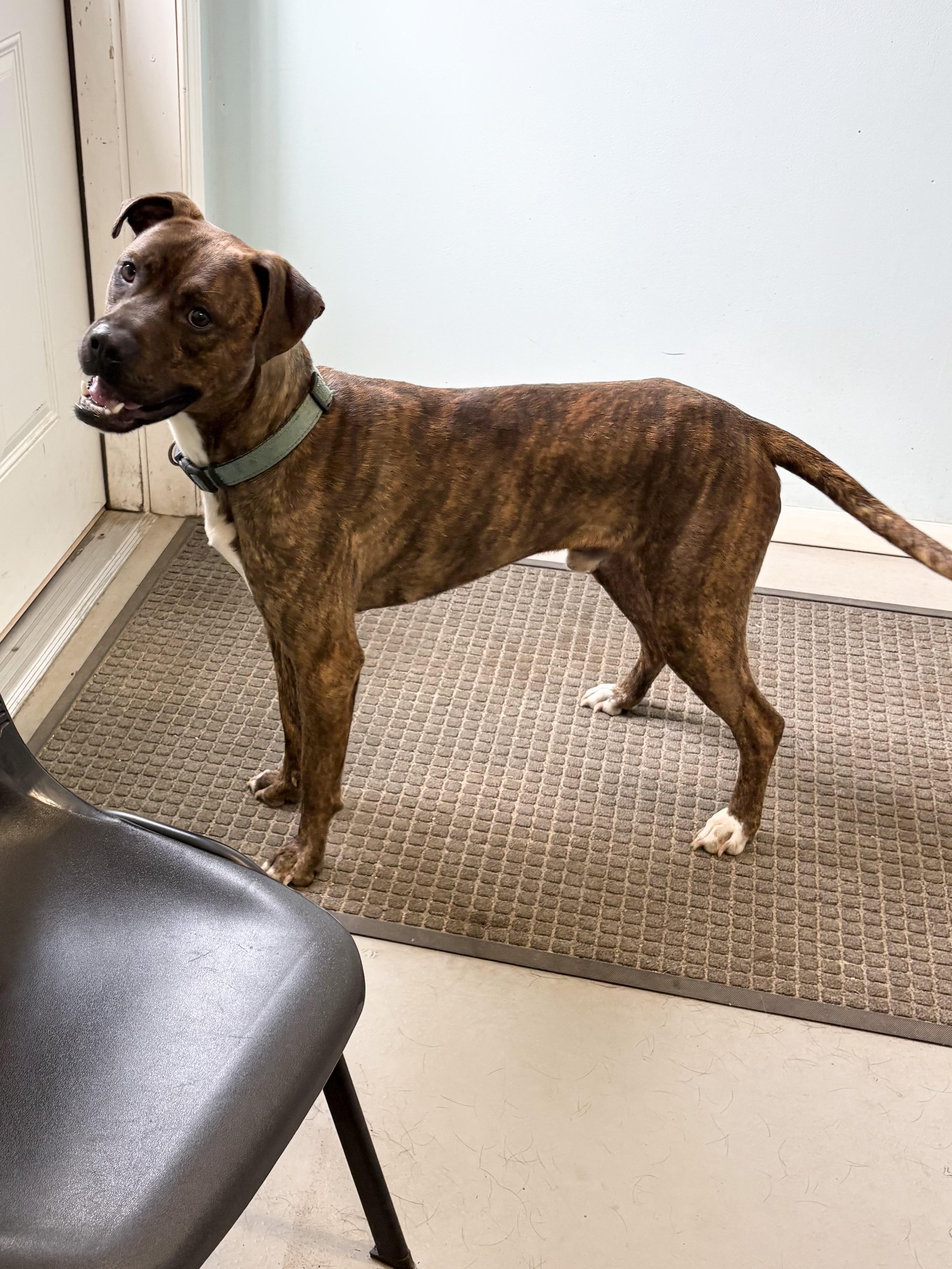 Enlarge Jax, a ADOPTABLE Pit Bull Terrier in Big Rapids, MI image 3/4