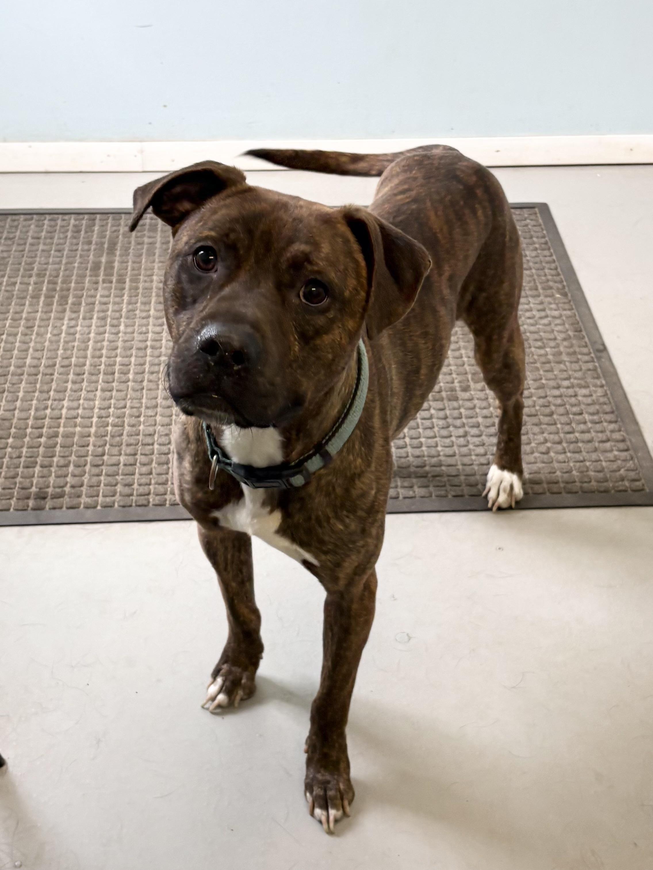 Enlarge Jax, a ADOPTABLE Pit Bull Terrier in Big Rapids, MI image 4/4