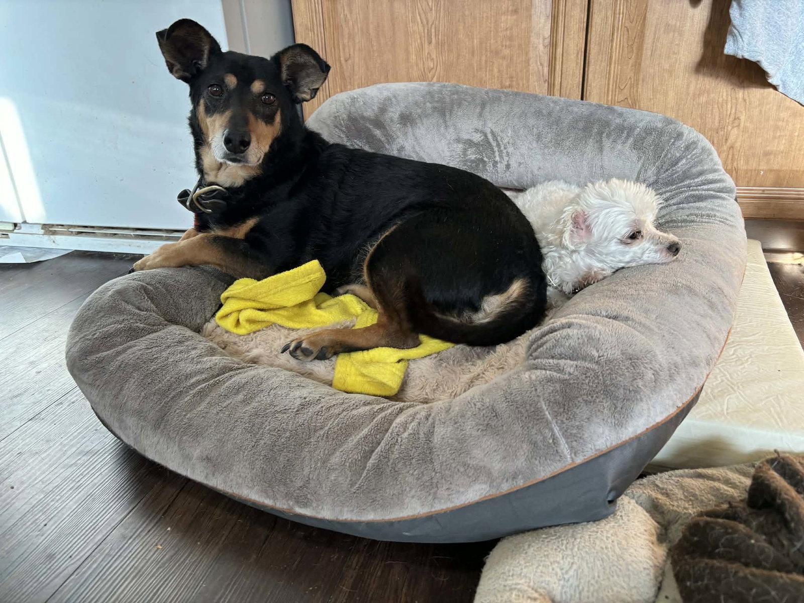 Enlarge Bo, a Adopted mixed breed in Ashville, OH image 1/3