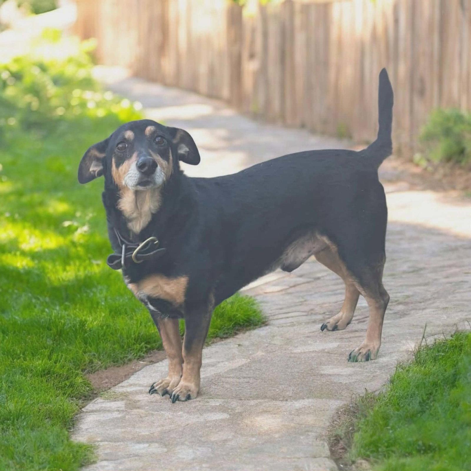 Enlarge Bo, a Adopted mixed breed in Ashville, OH image 2/3