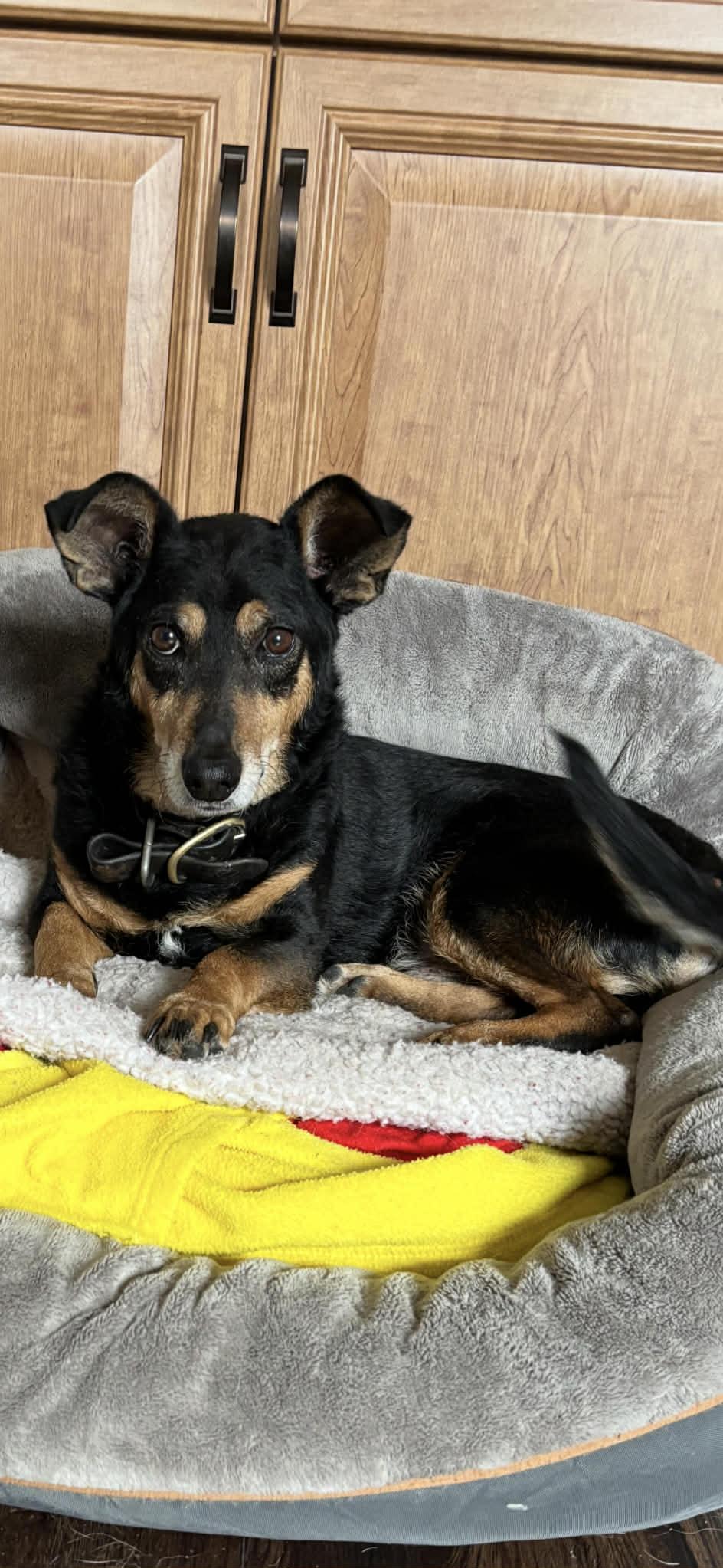 Enlarge Bo, a Adopted mixed breed in Ashville, OH image 3/3