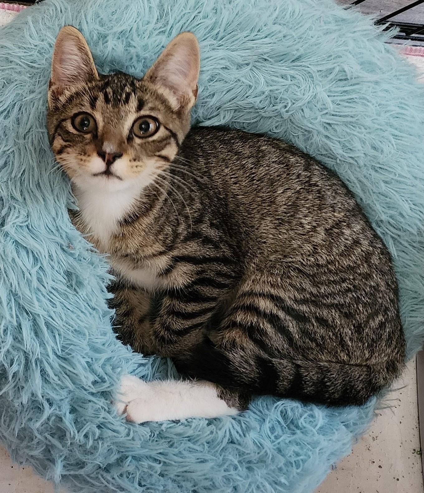 Kiki, Baby Female Domestic Short Hair