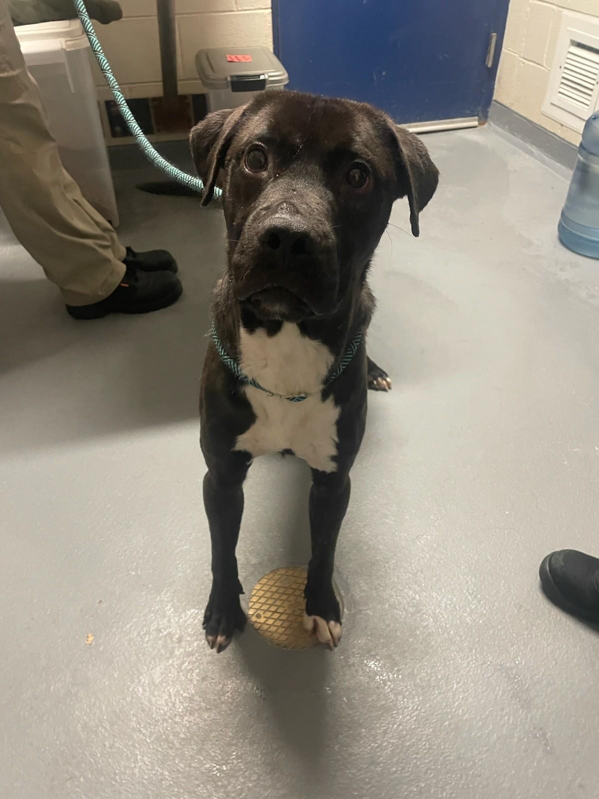 Hermie, Adoptable, Young Male Labrador Retriever.