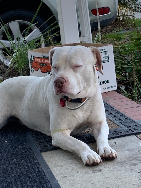 Tay Tay (Tater), a Adoptable mixed breed in Selma, NC image 6/8