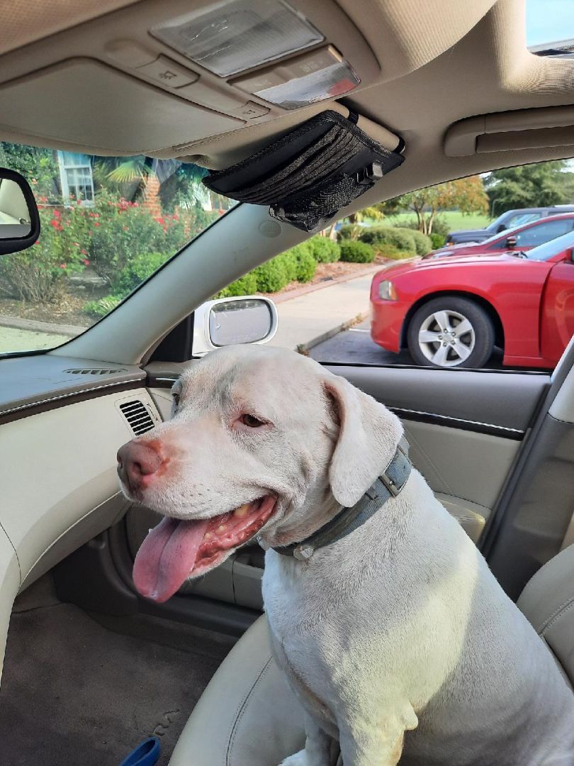 Enlarge Tay Tay (Tater), a Adoptable mixed breed in Selma, NC image 7/8