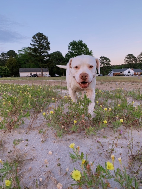Enlarge Tay Tay (Tater), a Adoptable mixed breed in Selma, NC image 8/8
