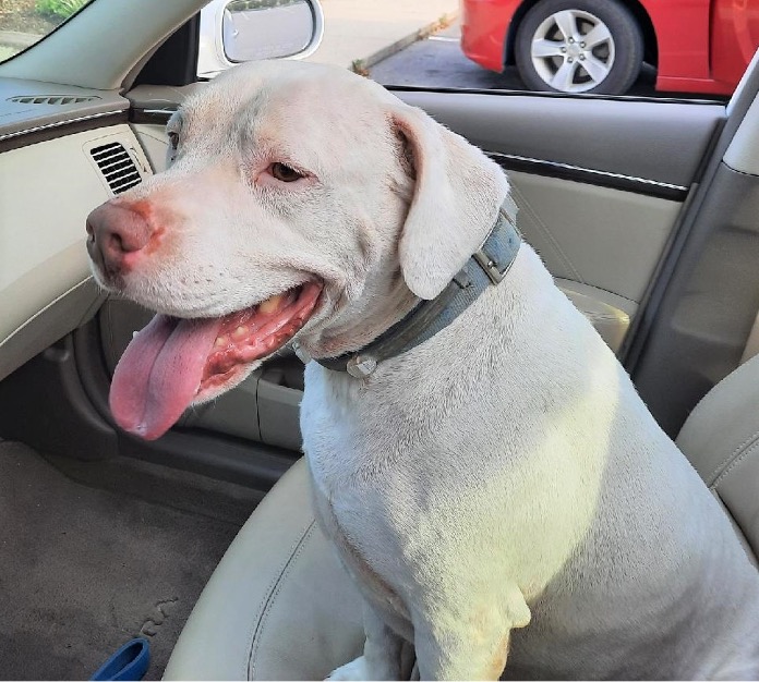 Tay Tay (Tater), a Adoptable mixed breed in Selma, NC image 1/8