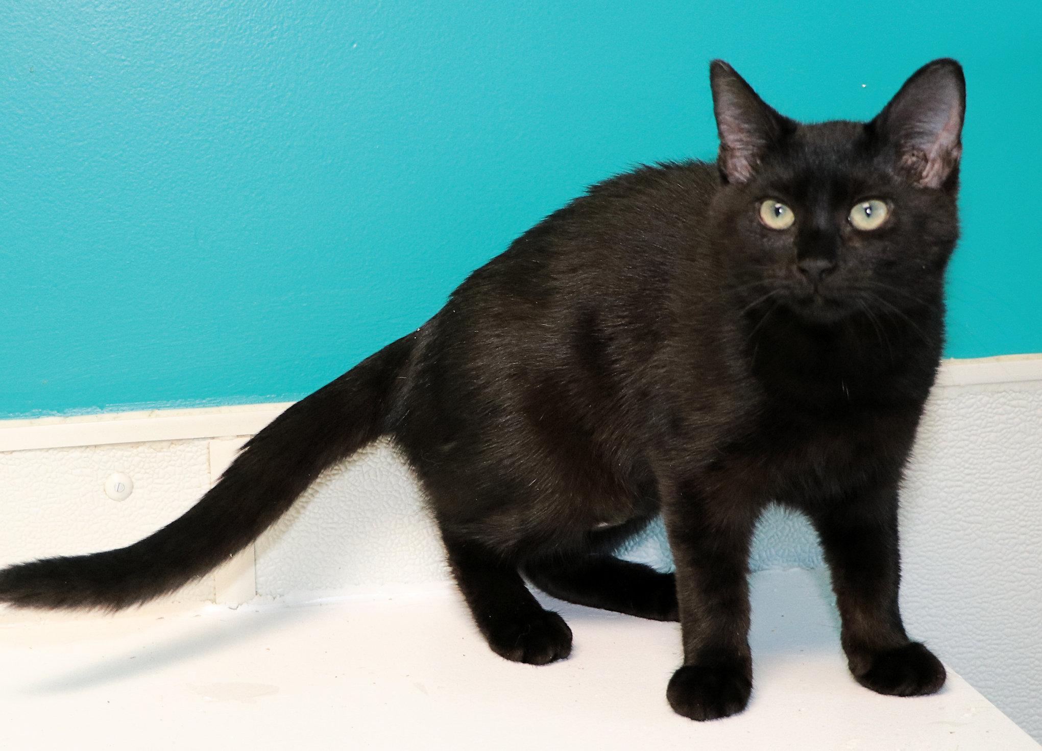 Enlarge Xanadu, a Adopted Domestic Short Hair in Cincinnati, OH image 2/2