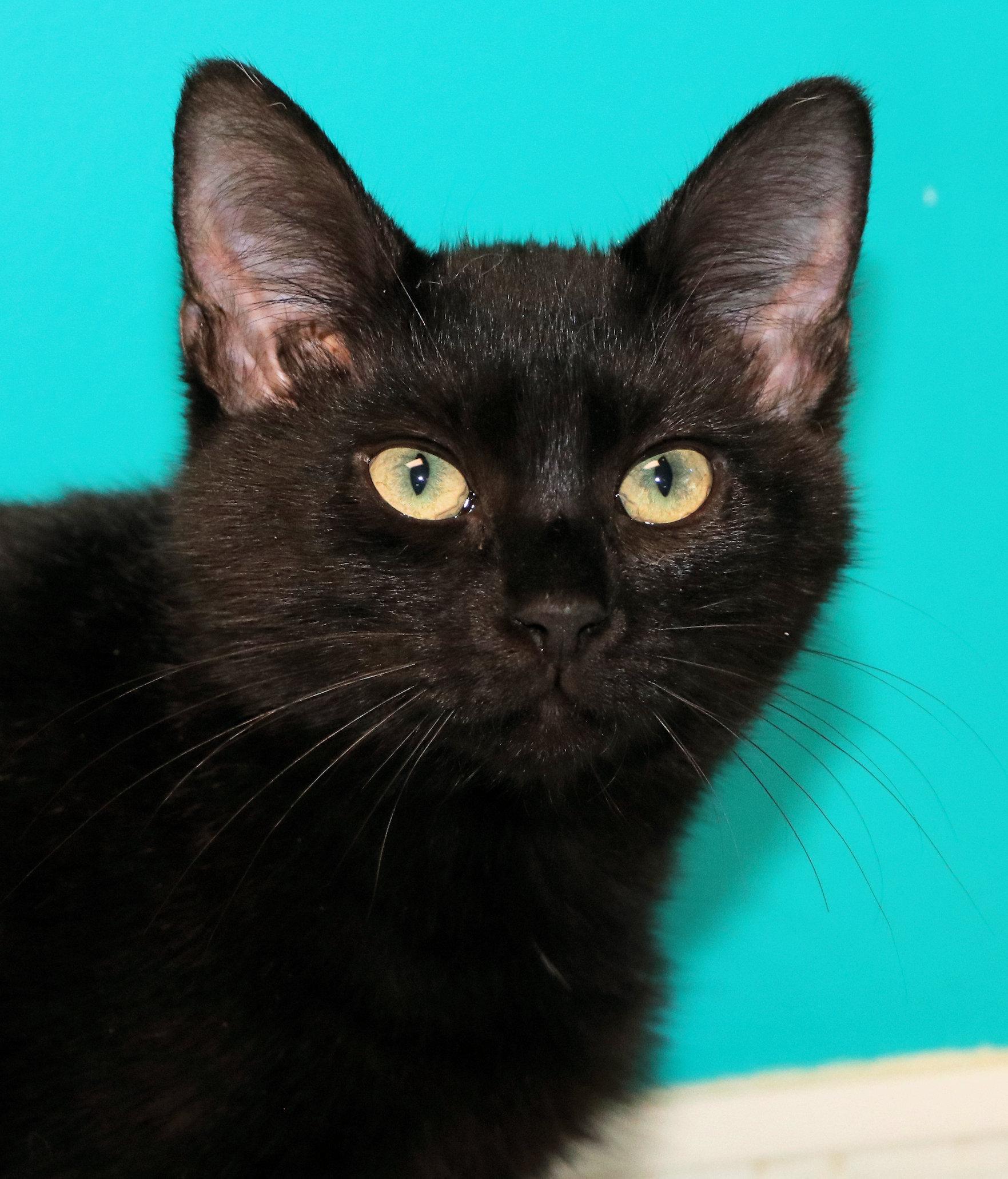 Enlarge Xanadu, a Adopted Domestic Short Hair in Cincinnati, OH image 1/2