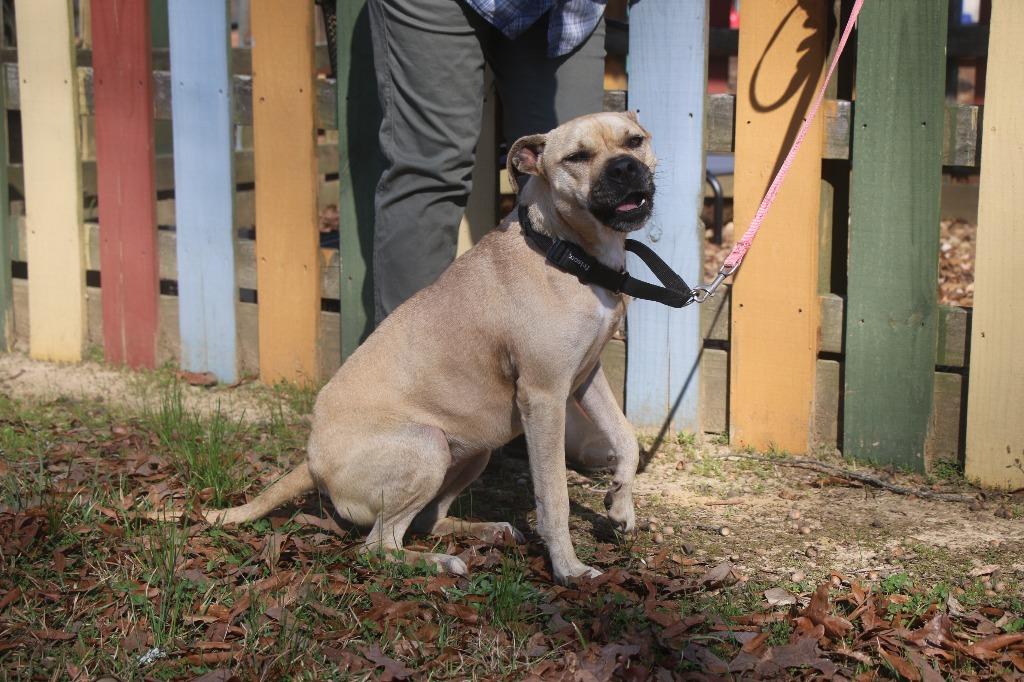 Mardi 26, a Adoptable mixed breed in Brookhaven, MS image 1/4
