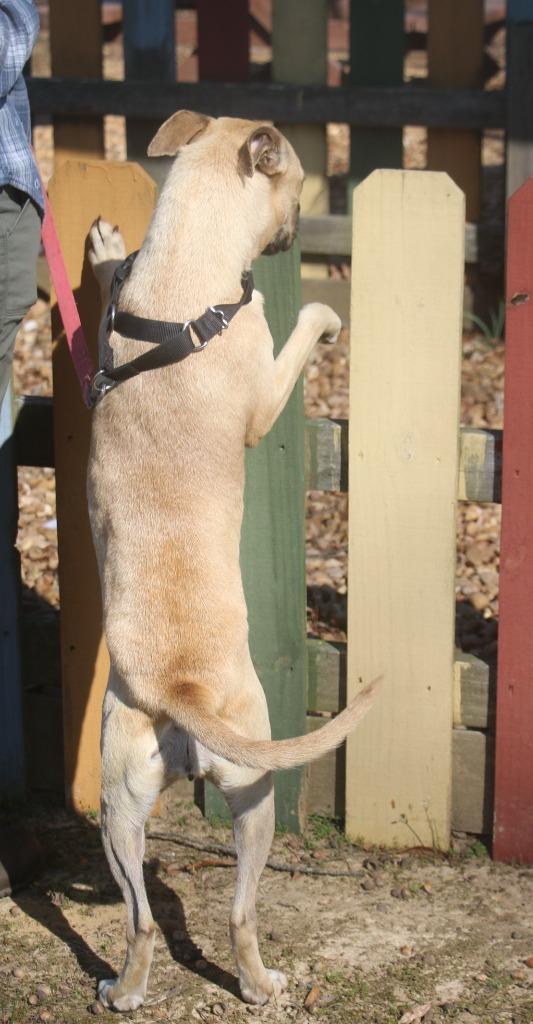 Mardi 26, a Adoptable mixed breed in Brookhaven, MS image 2/4