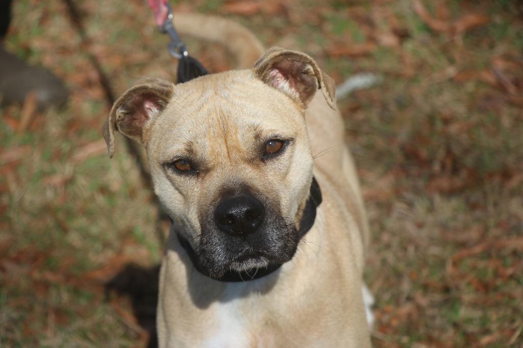 Mardi 26, a Adoptable mixed breed in Brookhaven, MS image 3/4