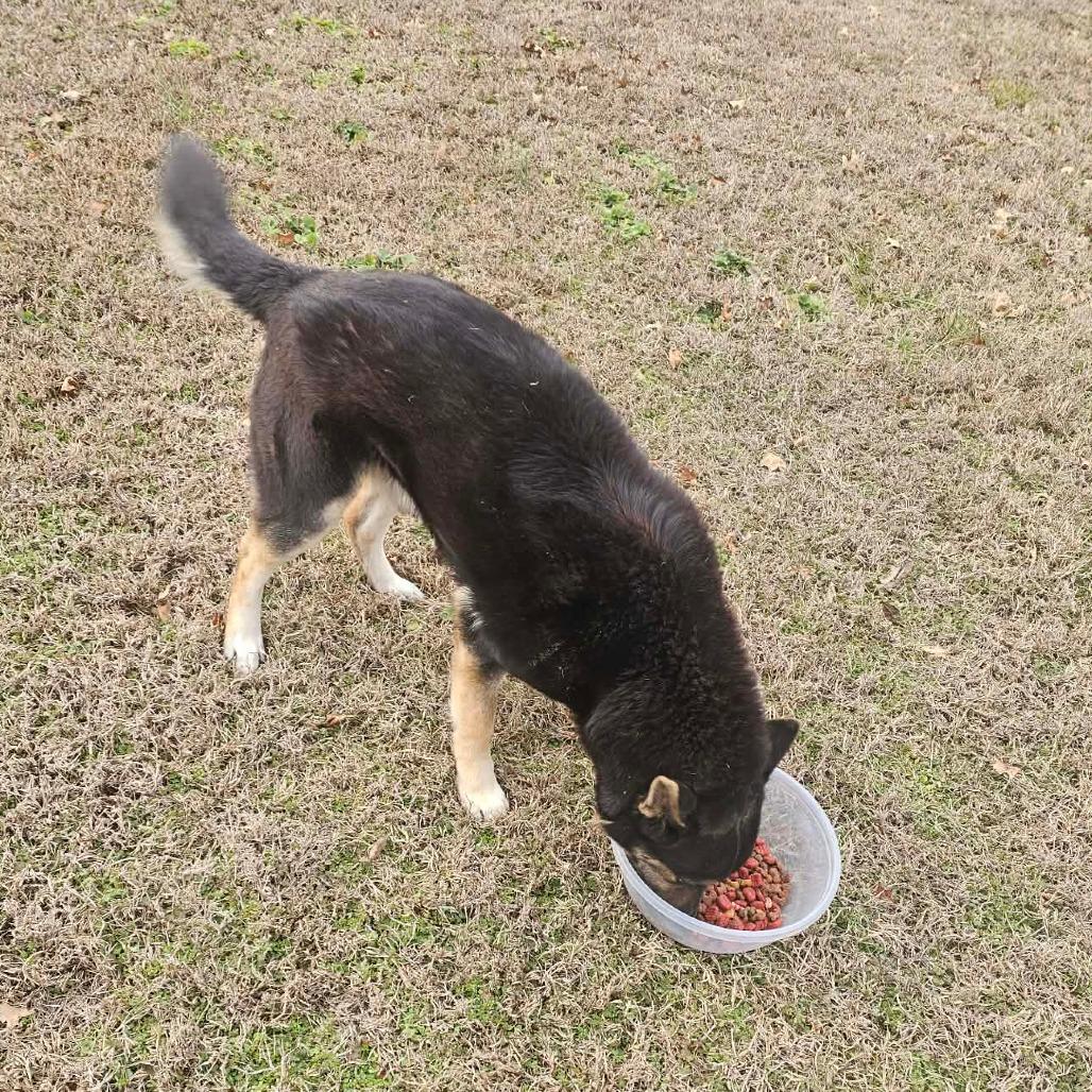 Bear, Adoptable, Adult Male German Shepherd Dog.