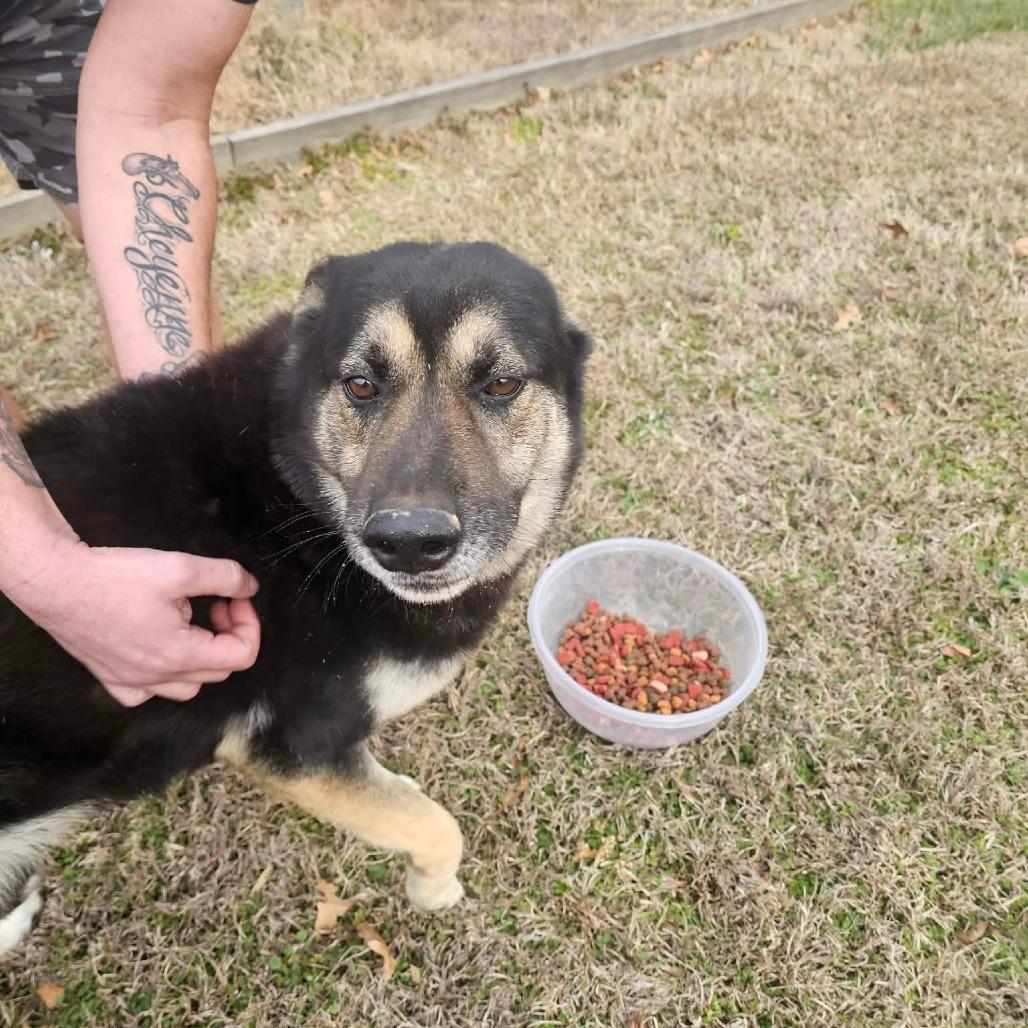 Bear, a Adoptable German Shepherd Dog in Rossville, GA image 2/4