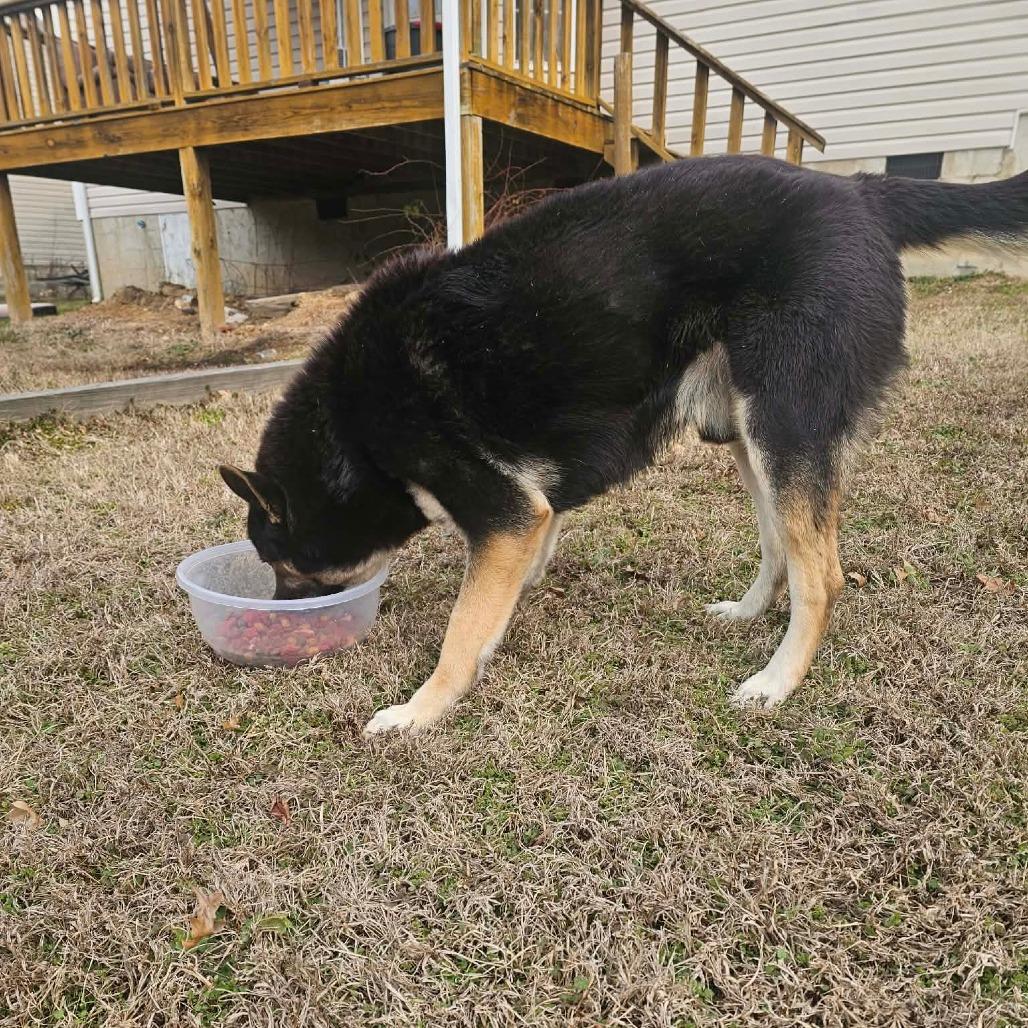 Bear, a Adoptable German Shepherd Dog in Rossville, GA image 3/4