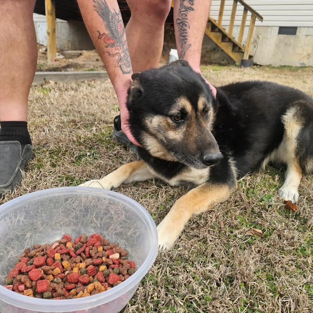 Bear, a Adoptable German Shepherd Dog in Rossville, GA image 4/4