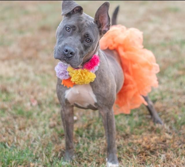 Enlarge ROXIE, a Adoptable American Staffordshire Terrier in York, SC image 1/1