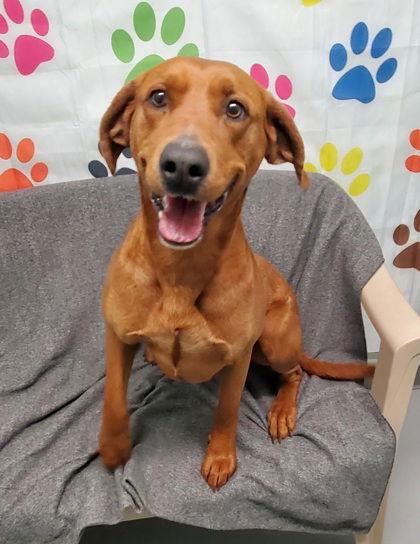 Enlarge Mossy (6965), a Adoptable Redbone Coonhound in Lake City, MI image 1/1