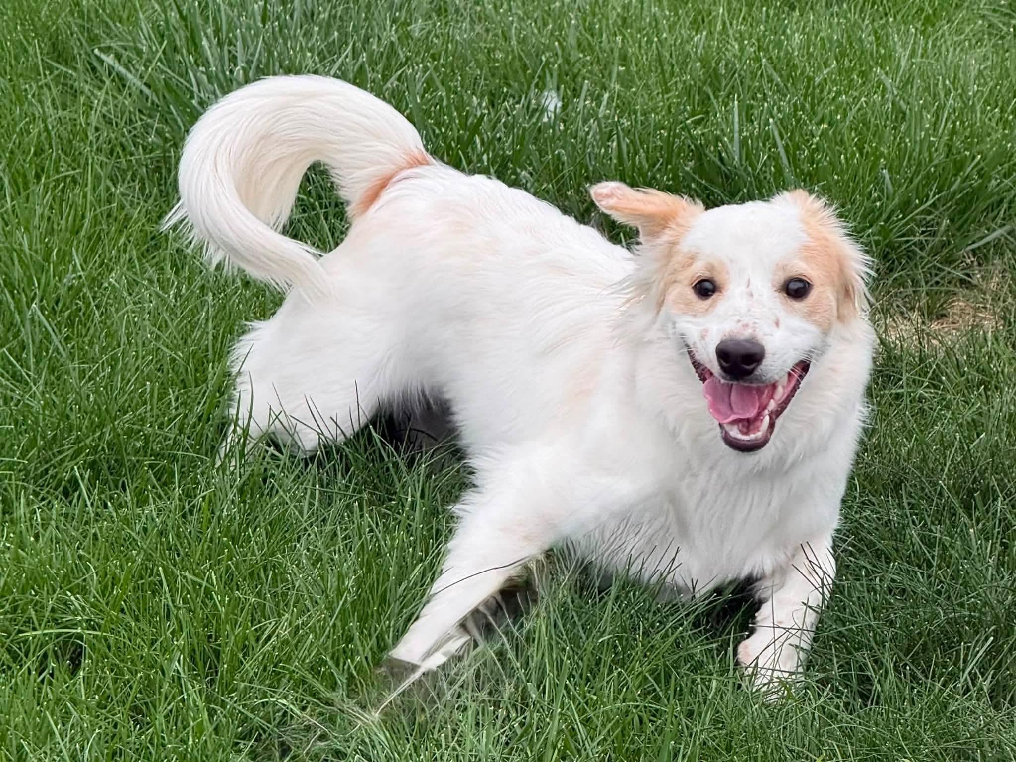 Enlarge Harry, a Adoptable mixed breed in Highlands Ranch, CO image 5/6