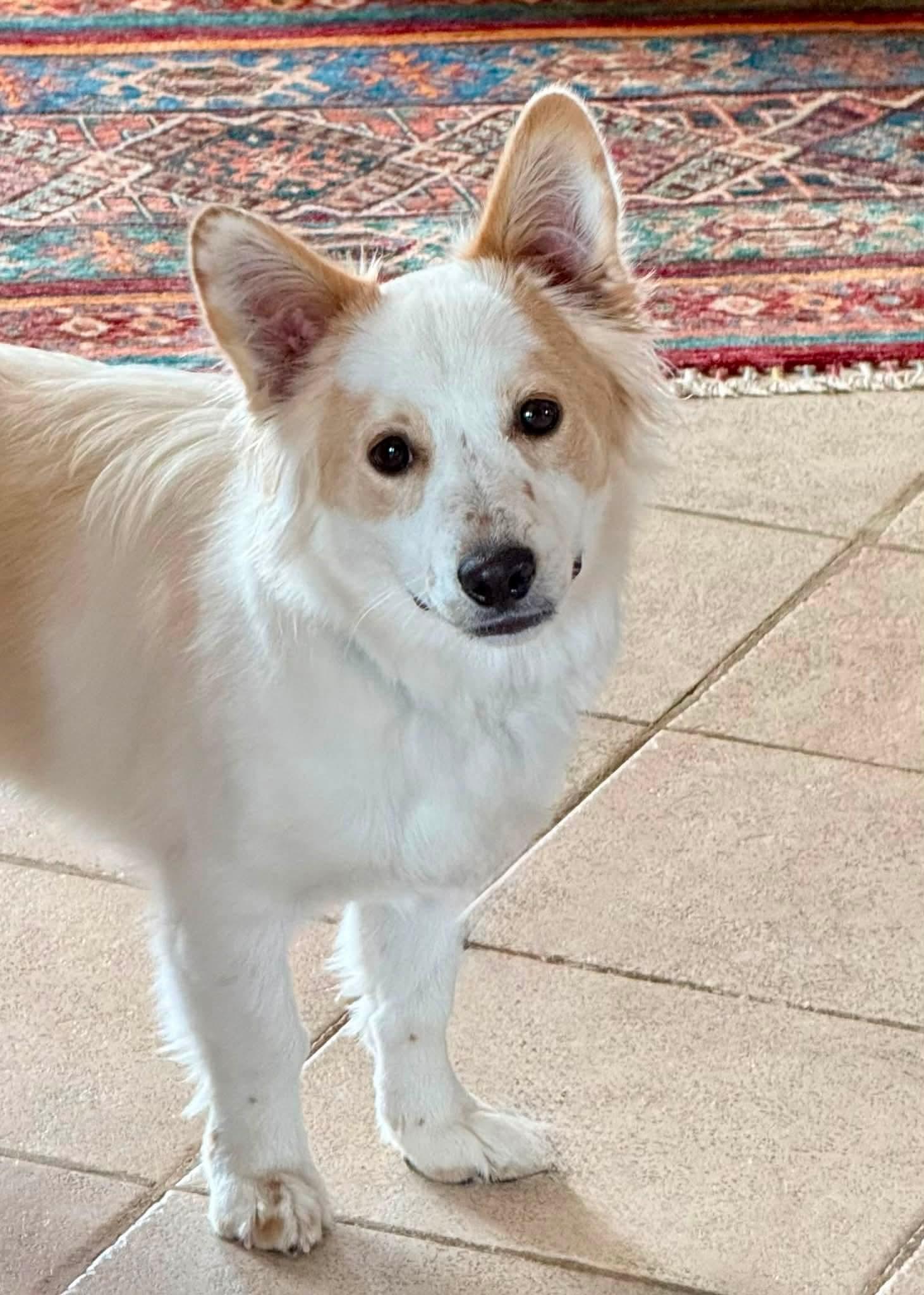 Enlarge Harry, a Adoptable mixed breed in Highlands Ranch, CO image 6/6