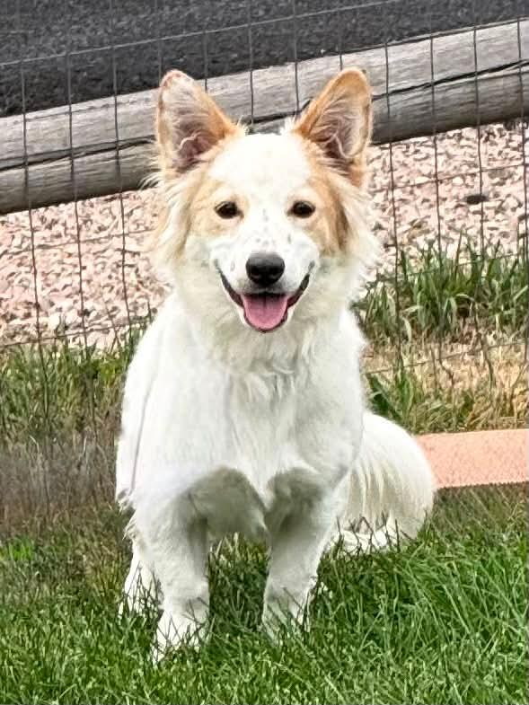 Enlarge Harry, a Adoptable mixed breed in Highlands Ranch, CO image 4/6