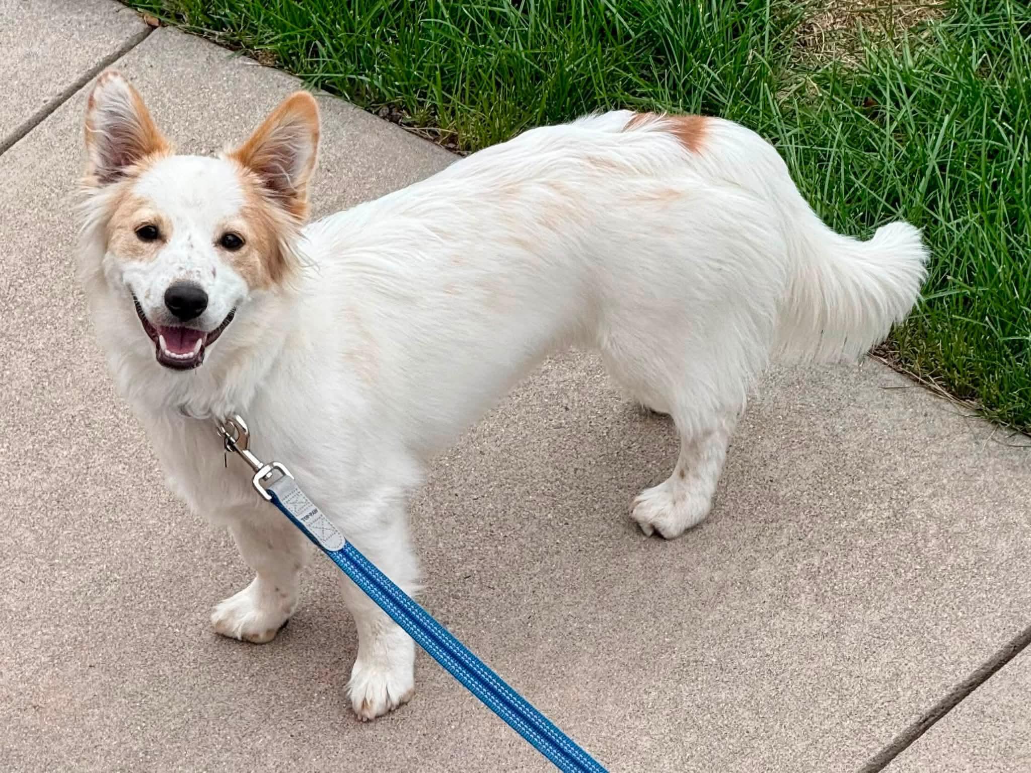 Enlarge Harry, a Adoptable mixed breed in Highlands Ranch, CO image 2/6